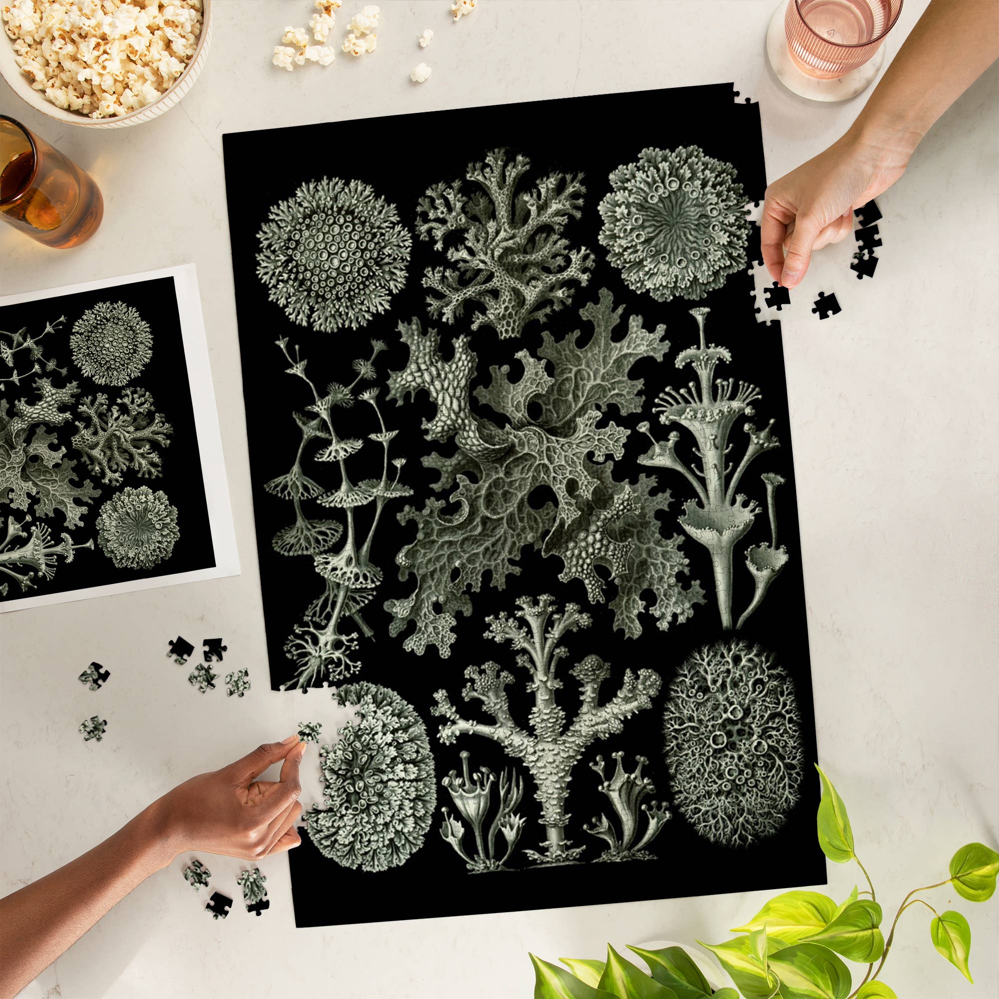 Art Forms in Nature: Lichen by Ernst Haeckel 1000 Piece Puzzle - Image 2