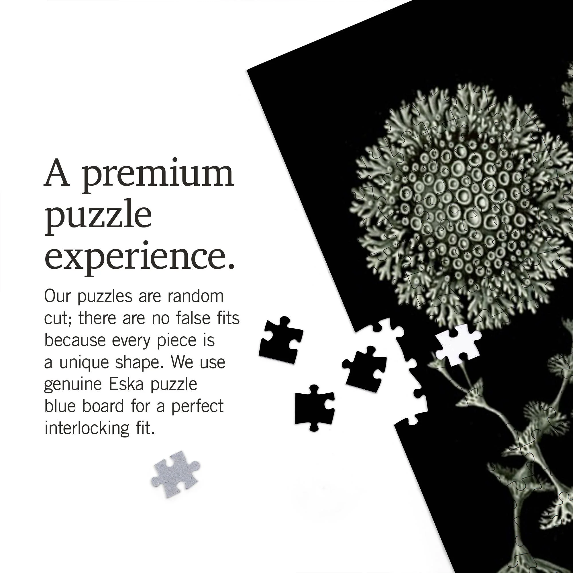 Art Forms in Nature: Lichen by Ernst Haeckel 1000 Piece Puzzle - Image 4