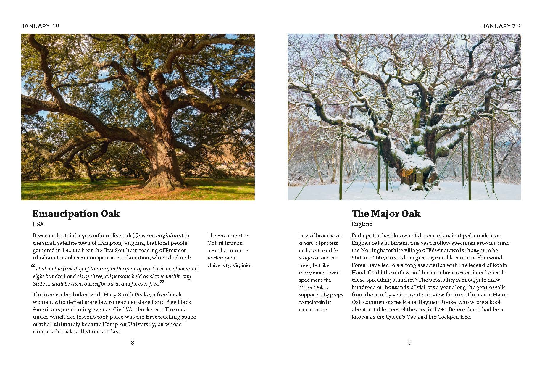 A Tree a Day - Image 2