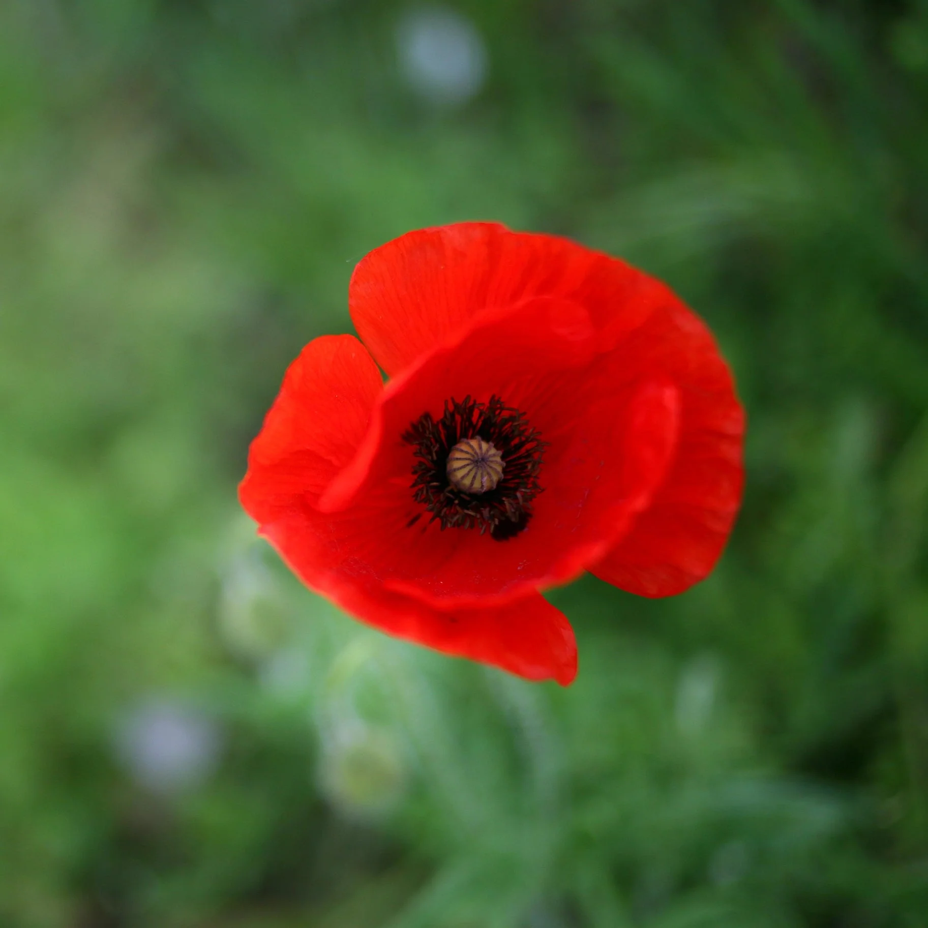 Flower Seed Grow Kit: Alaska Red Poppy - Image 3