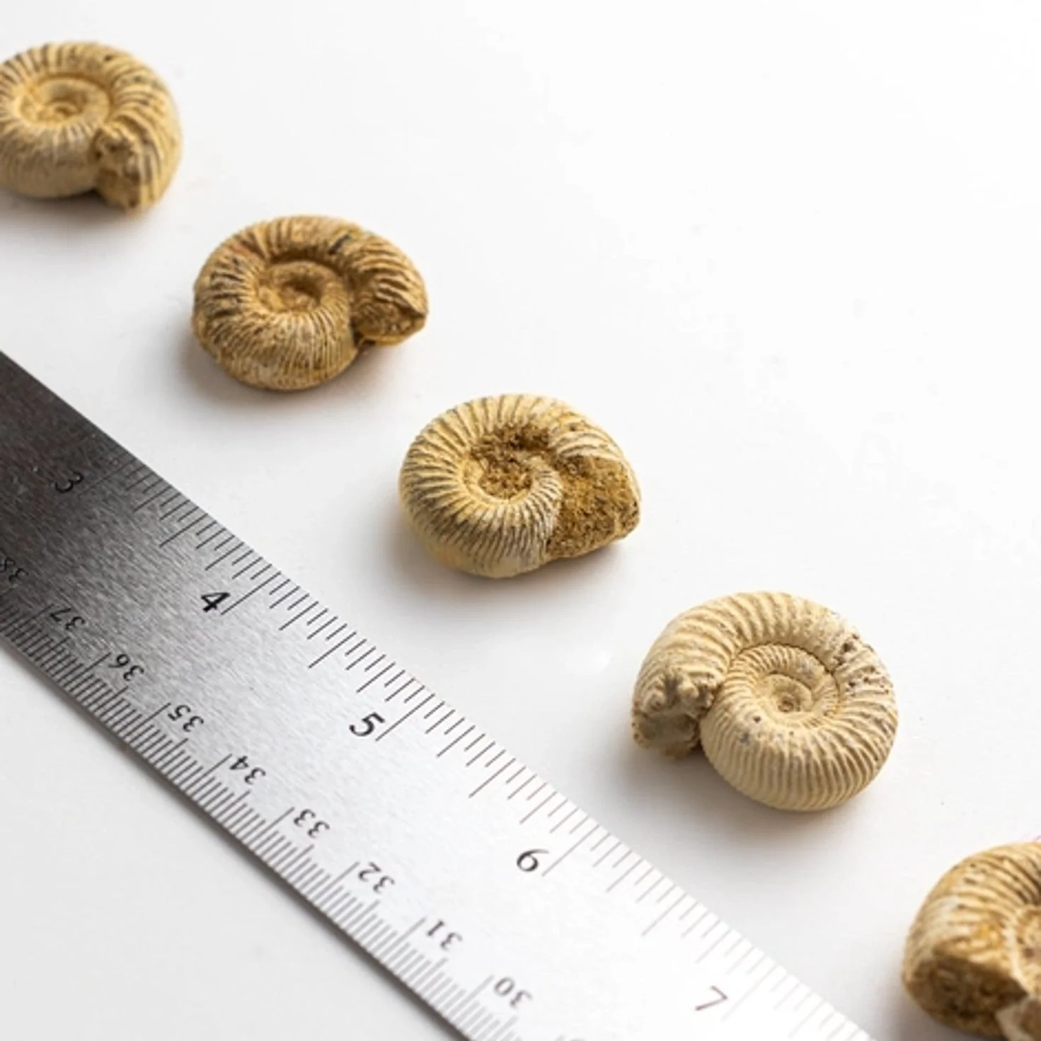 Ammonite Fossil - Image 2