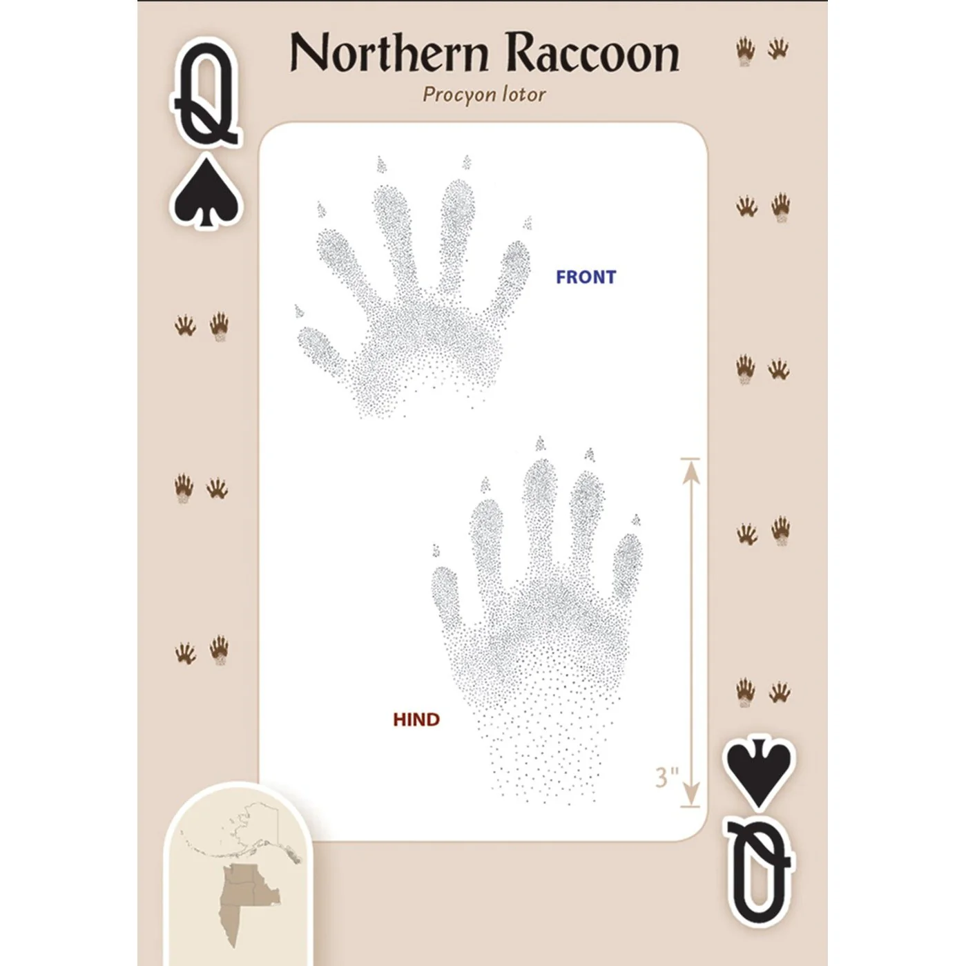 Animal Tracks of Northwest Playing Cards - Image 4