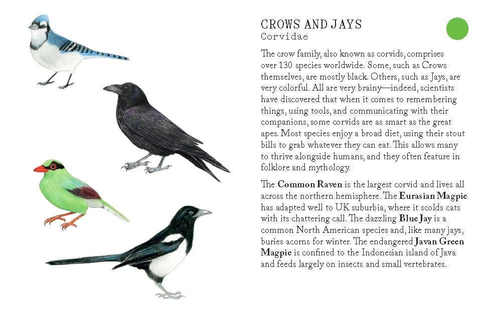 Bird Families Game - Image 4