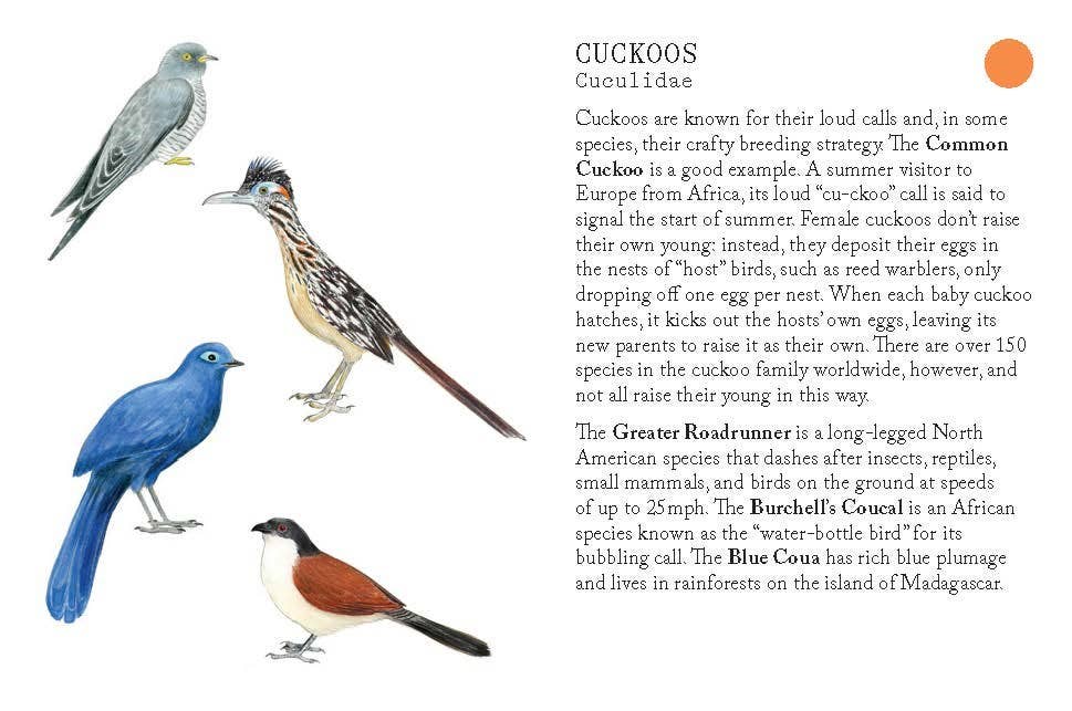Bird Families Game - Image 5