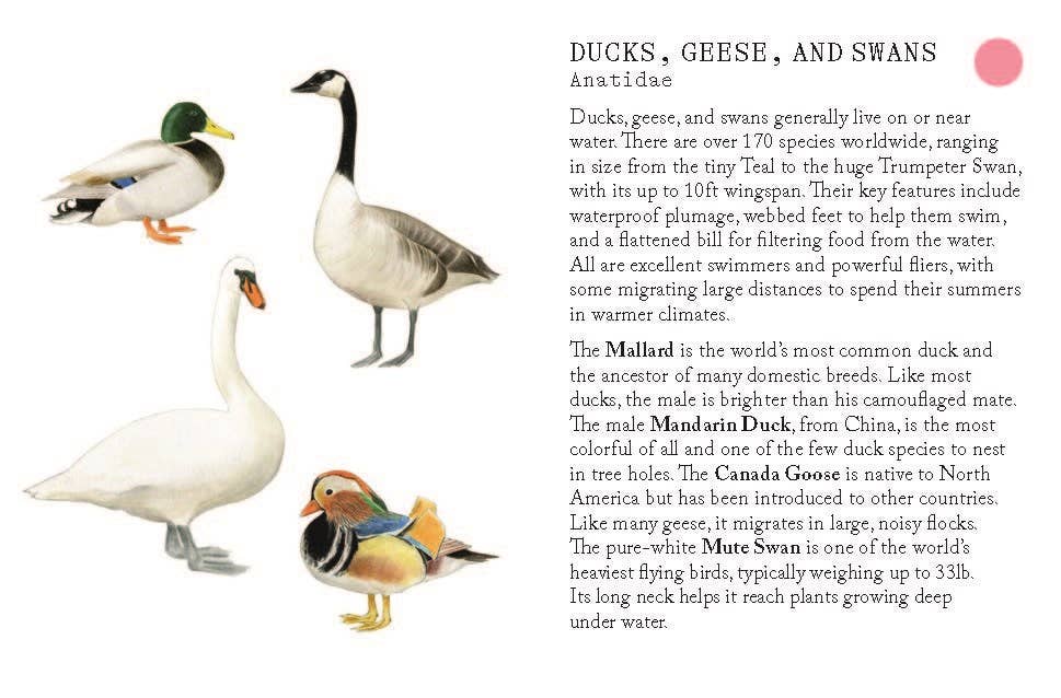 Bird Families Game - Image 6