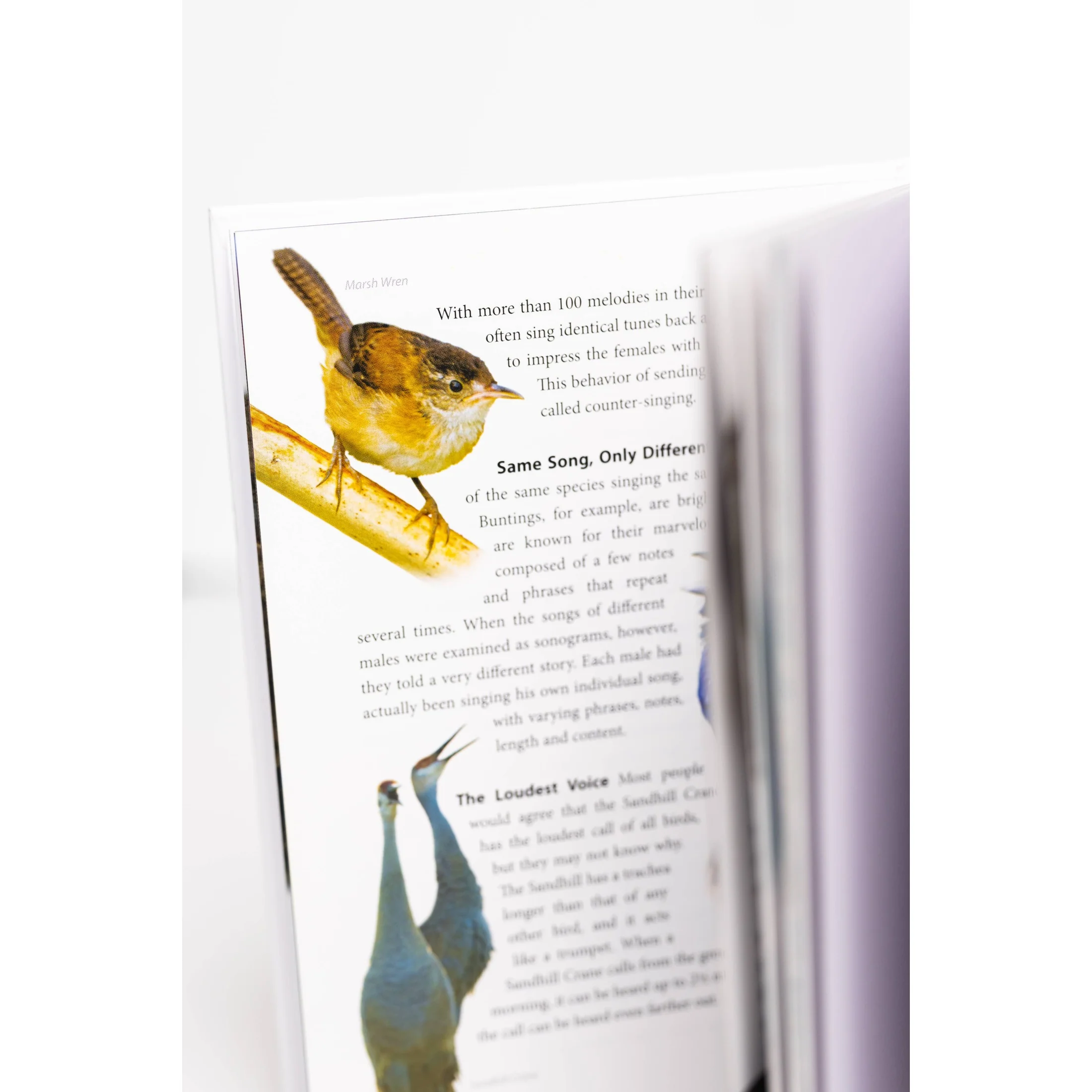 Bird Trivia - Image 3