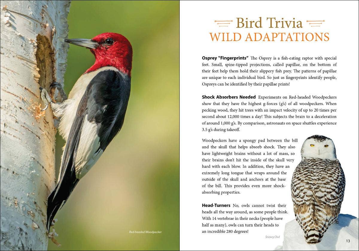 Bird Trivia - Image 6