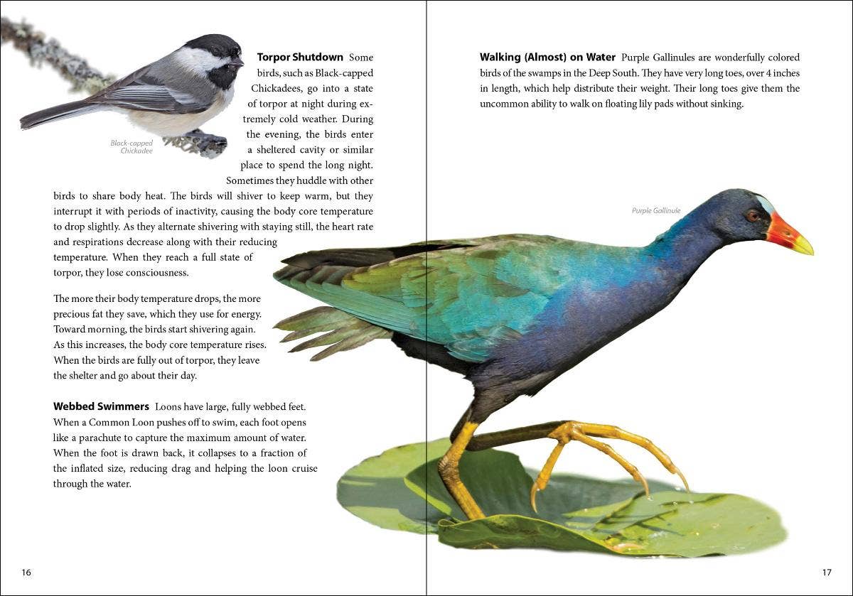 Bird Trivia - Image 8