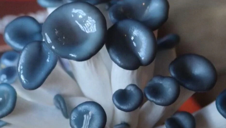 Blue Oyster Mushroom Growing Kit - Image 3