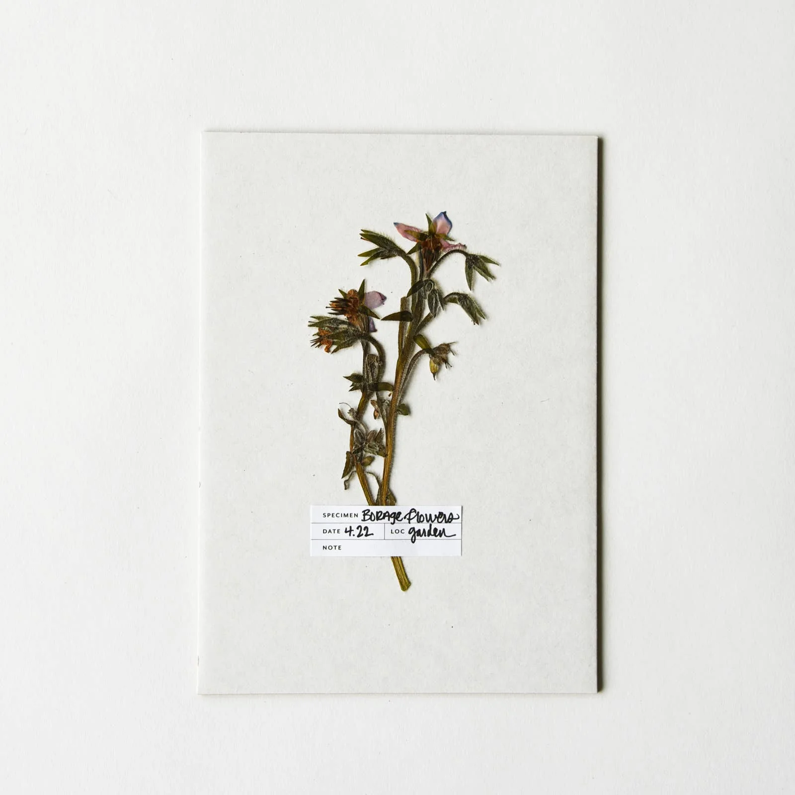 Botanical Specimen Labels, Set/36 - Image 2