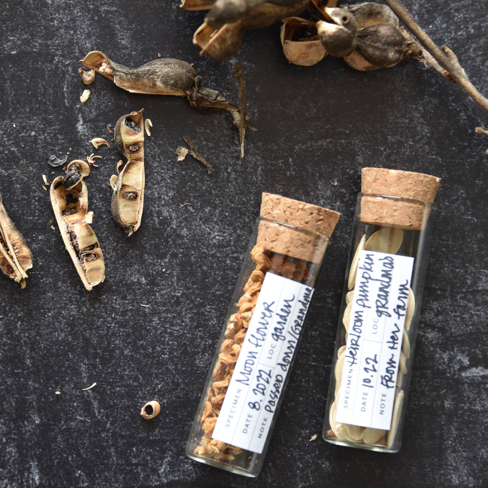 Botanical Specimen Labels, Set/36 - Image 3
