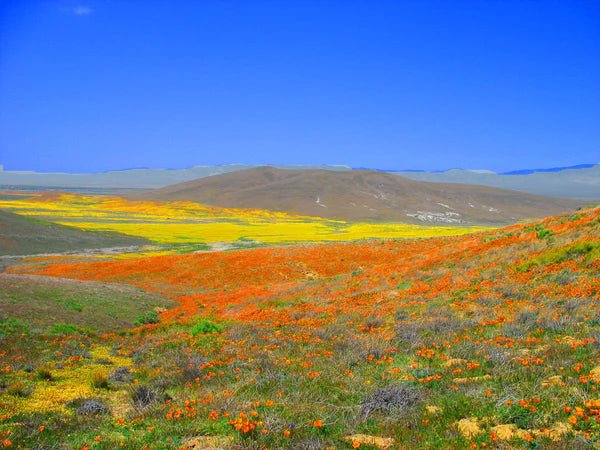 Flower Seed Grow Kit: California Poppy - Image 3