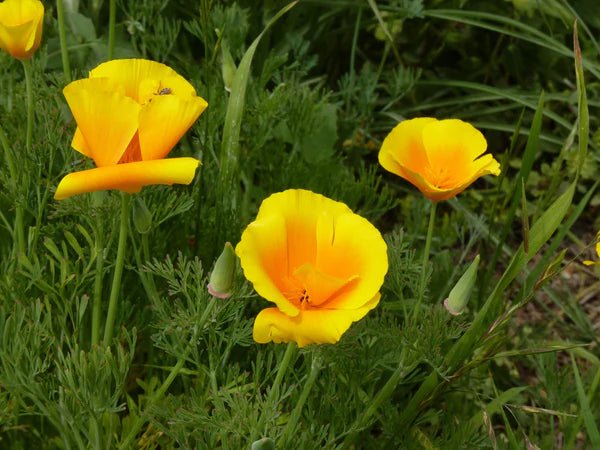 Flower Seed Grow Kit: California Poppy - Image 4