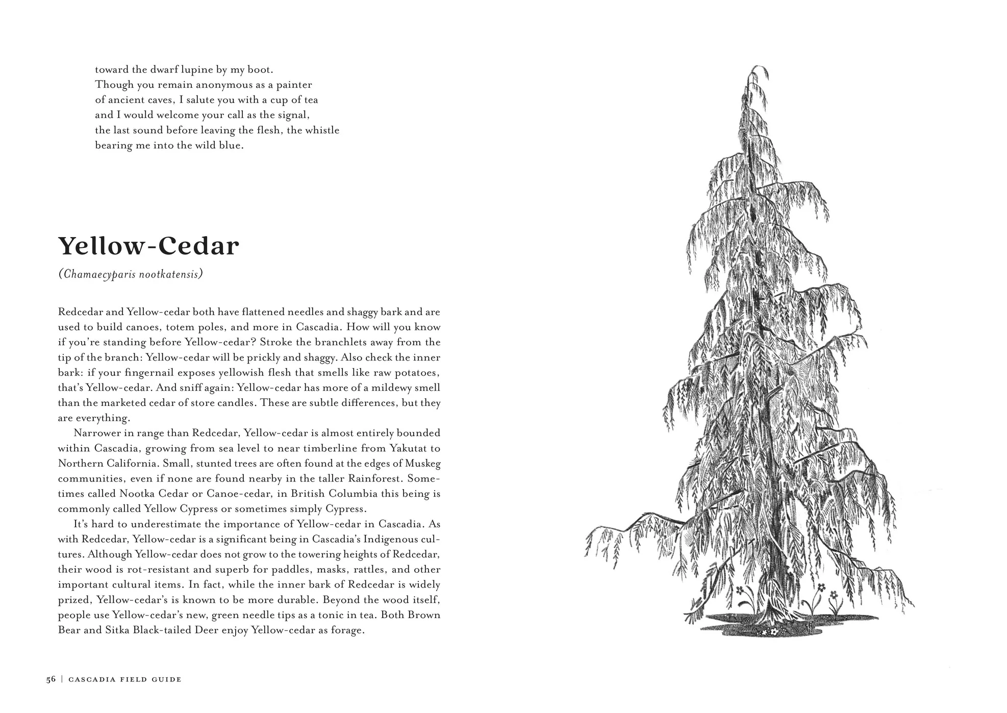 Cascadia Field Guide: Art, Ecology, Poetry - Image 5