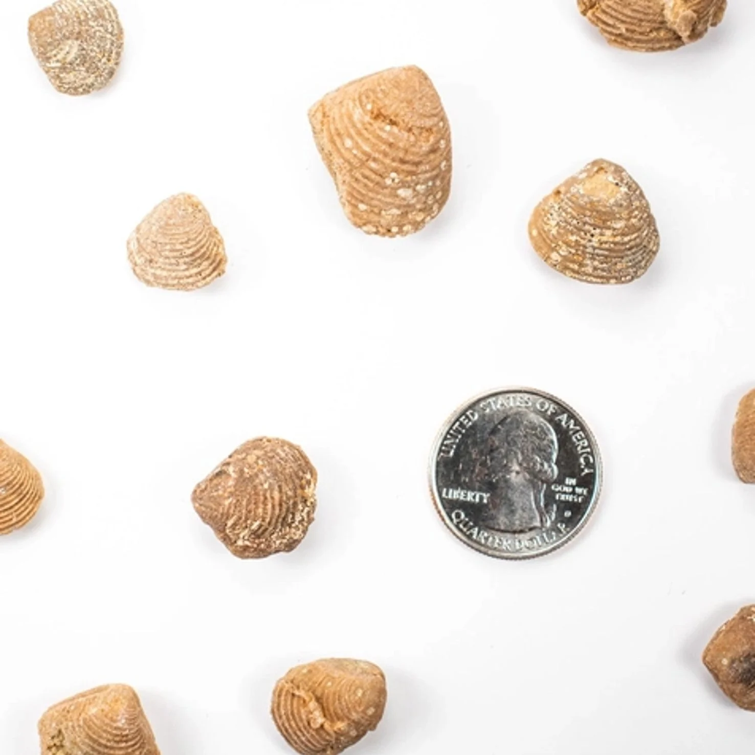Clam Fossil - Image 2