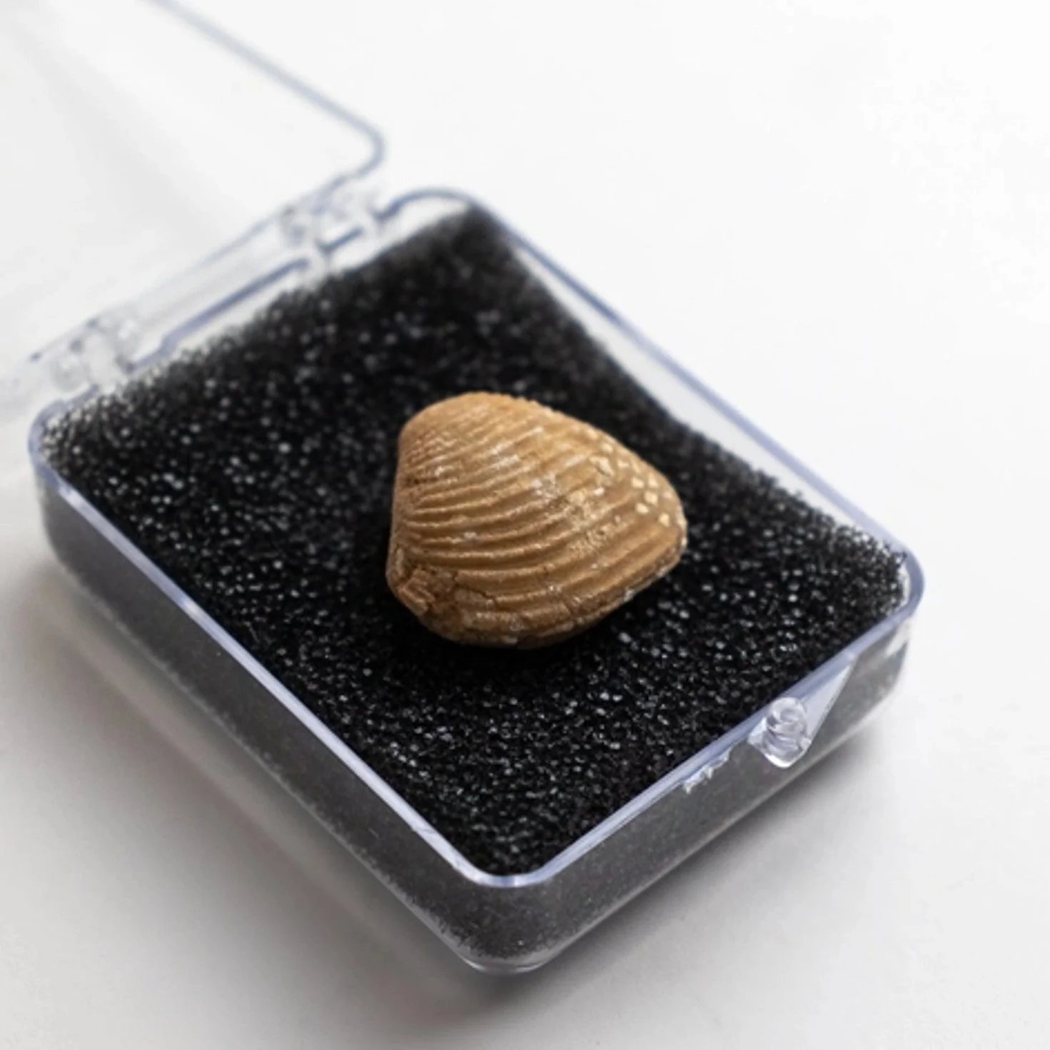 Clam Fossil - Image 3