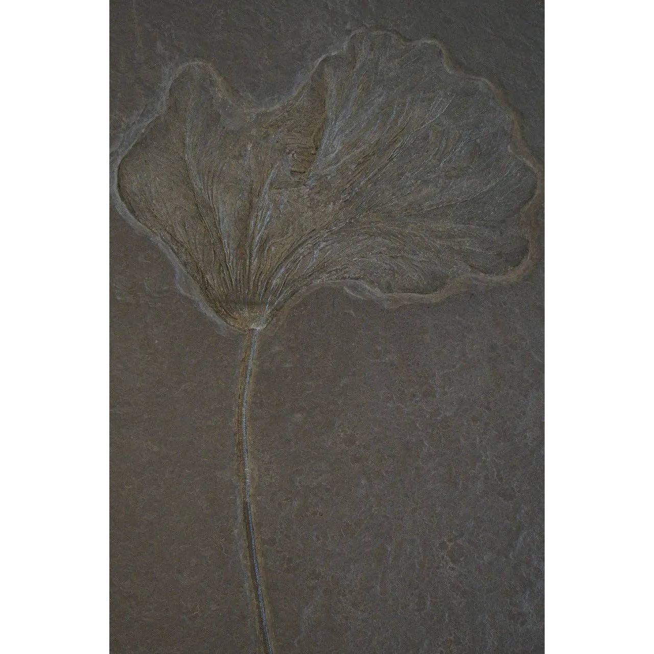 Crinoid Fossil - Image 10