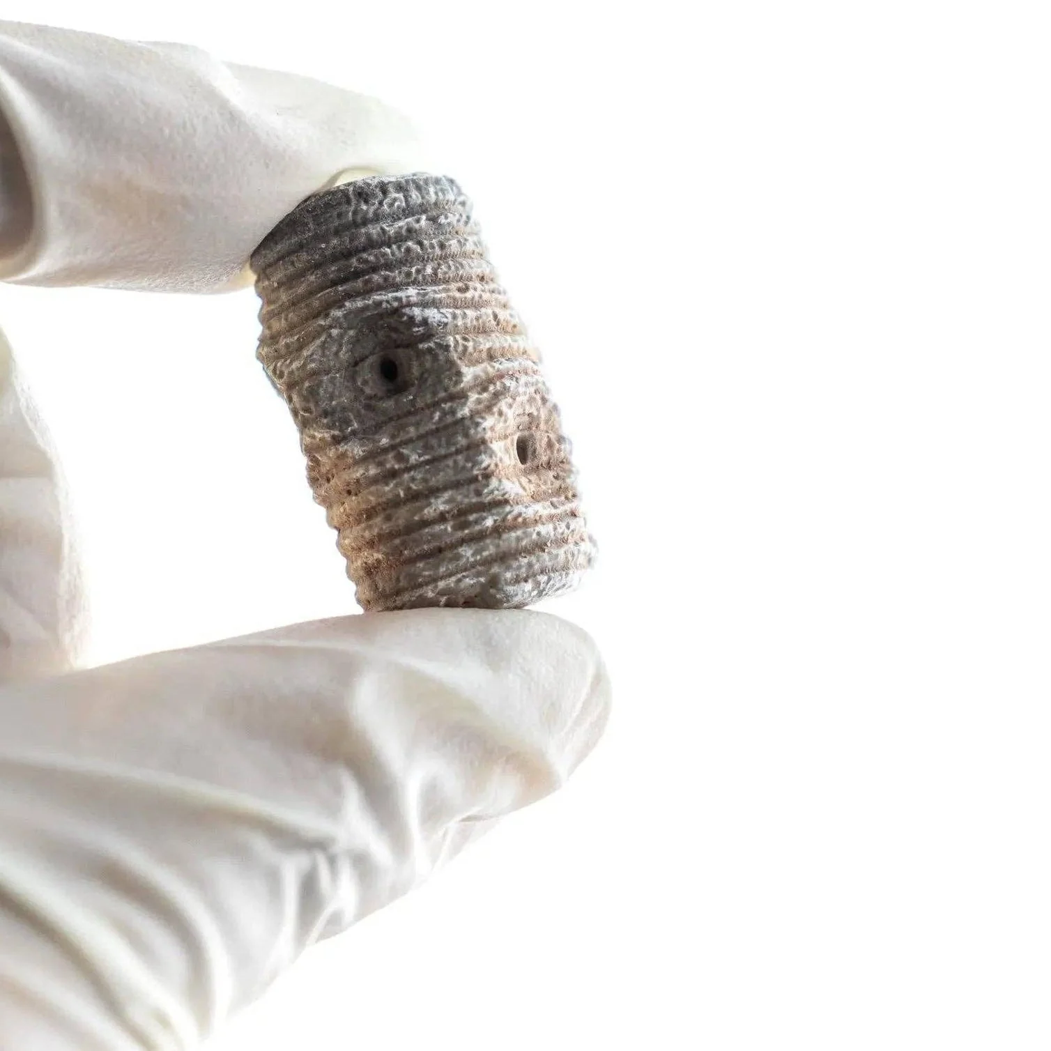 Crinoid Fossil - Image 2