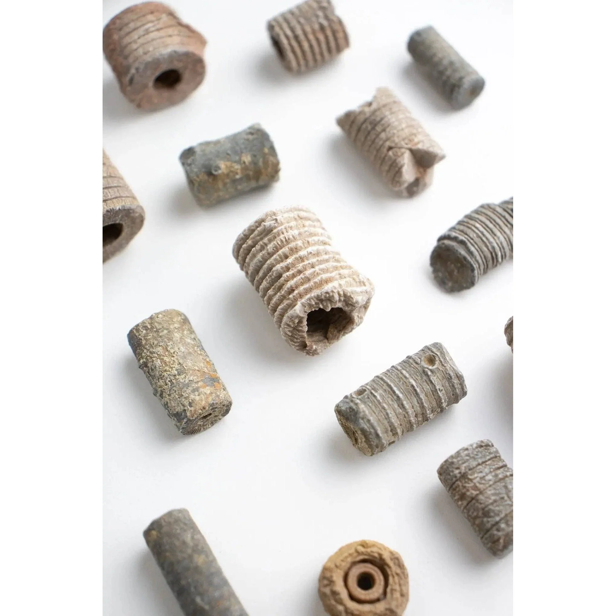 Crinoid Fossil - Image 3