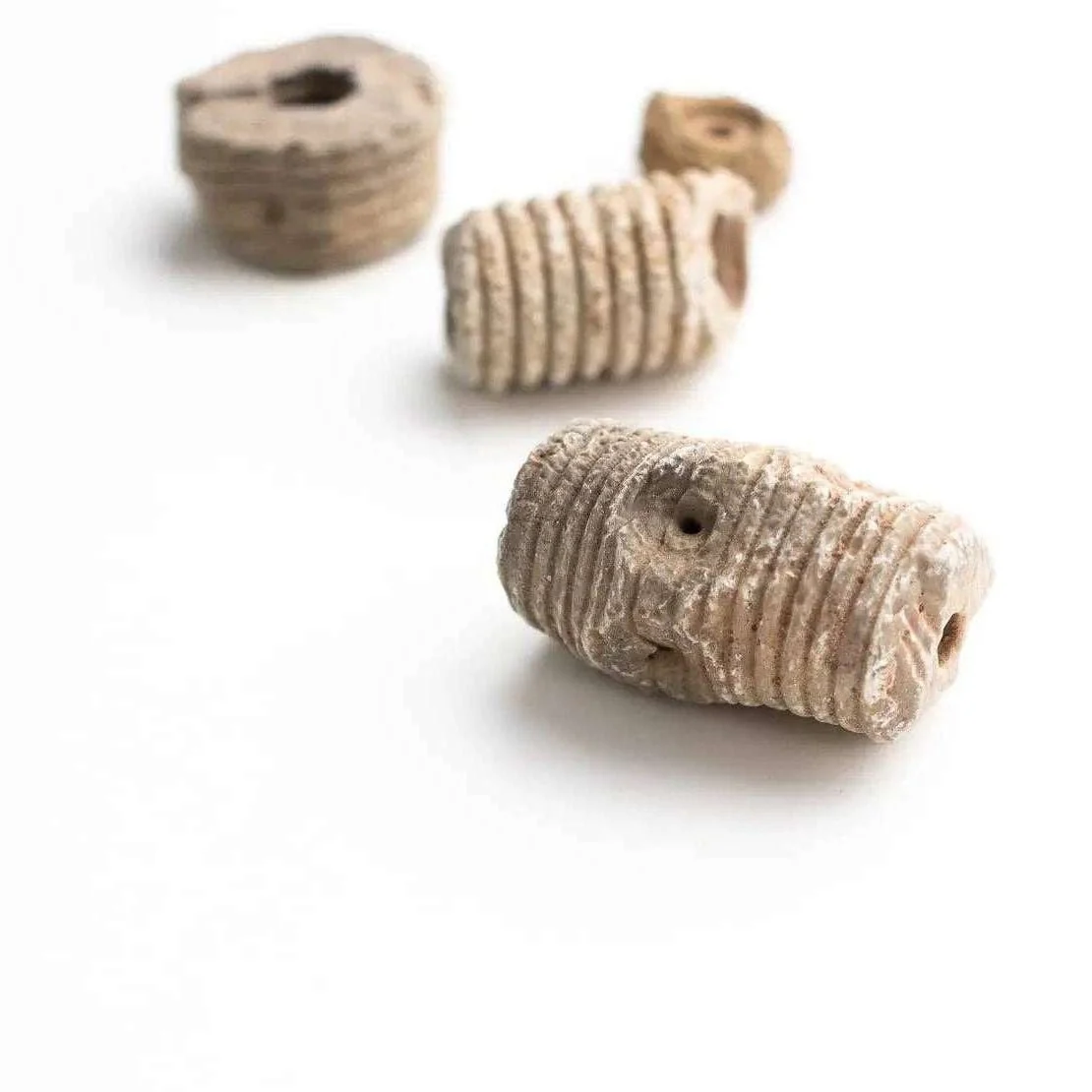 Crinoid Fossil - Image 5