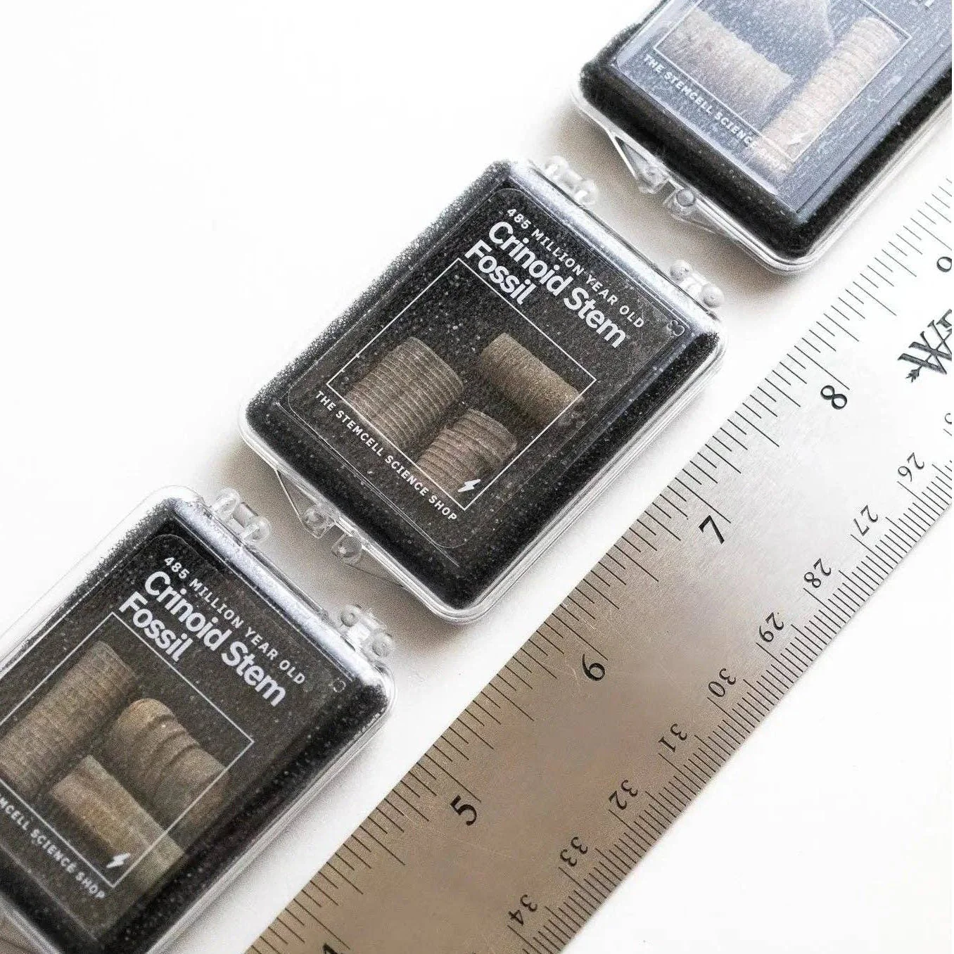 Crinoid Fossil - Image 8