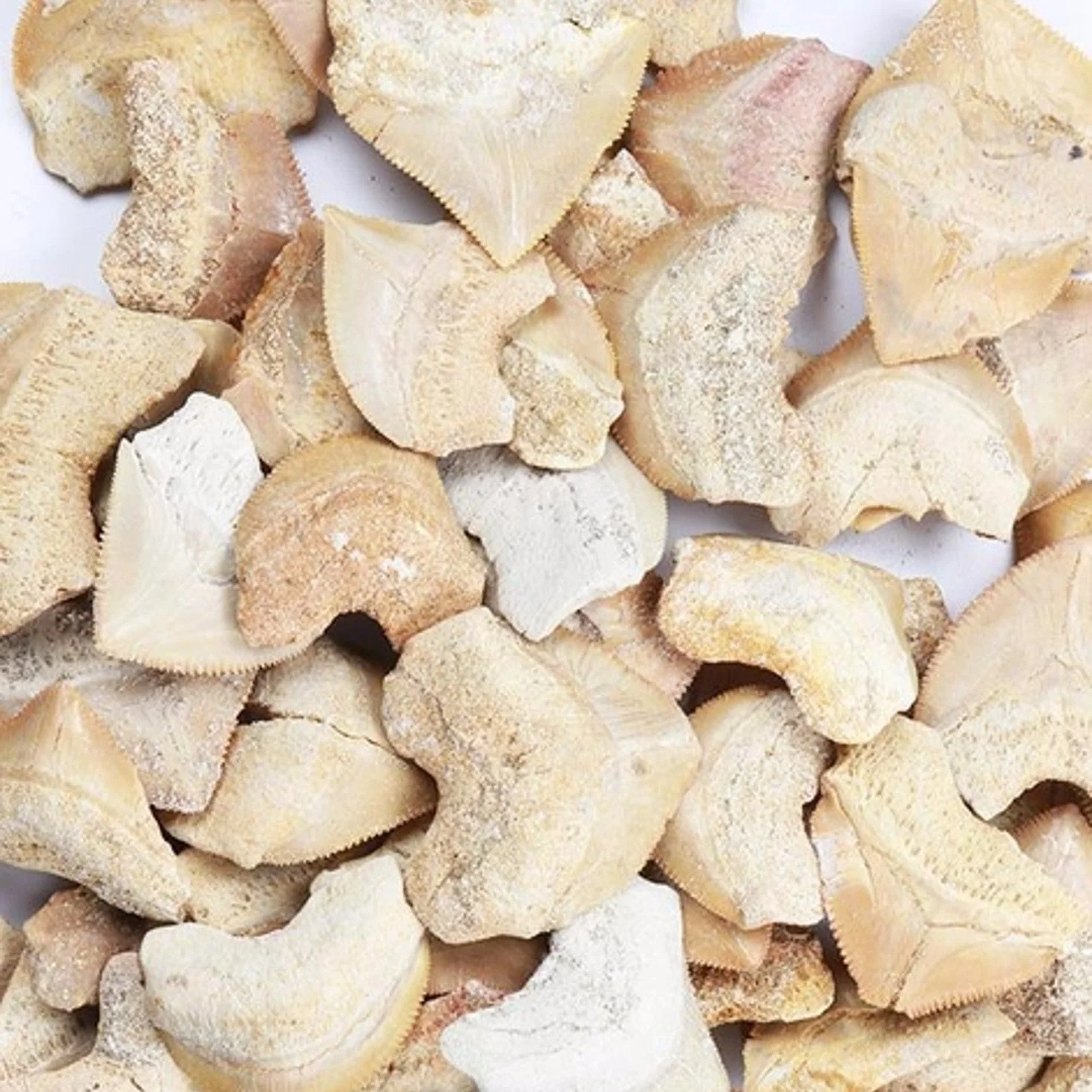 Crow Shark Tooth Fossil - Image 2