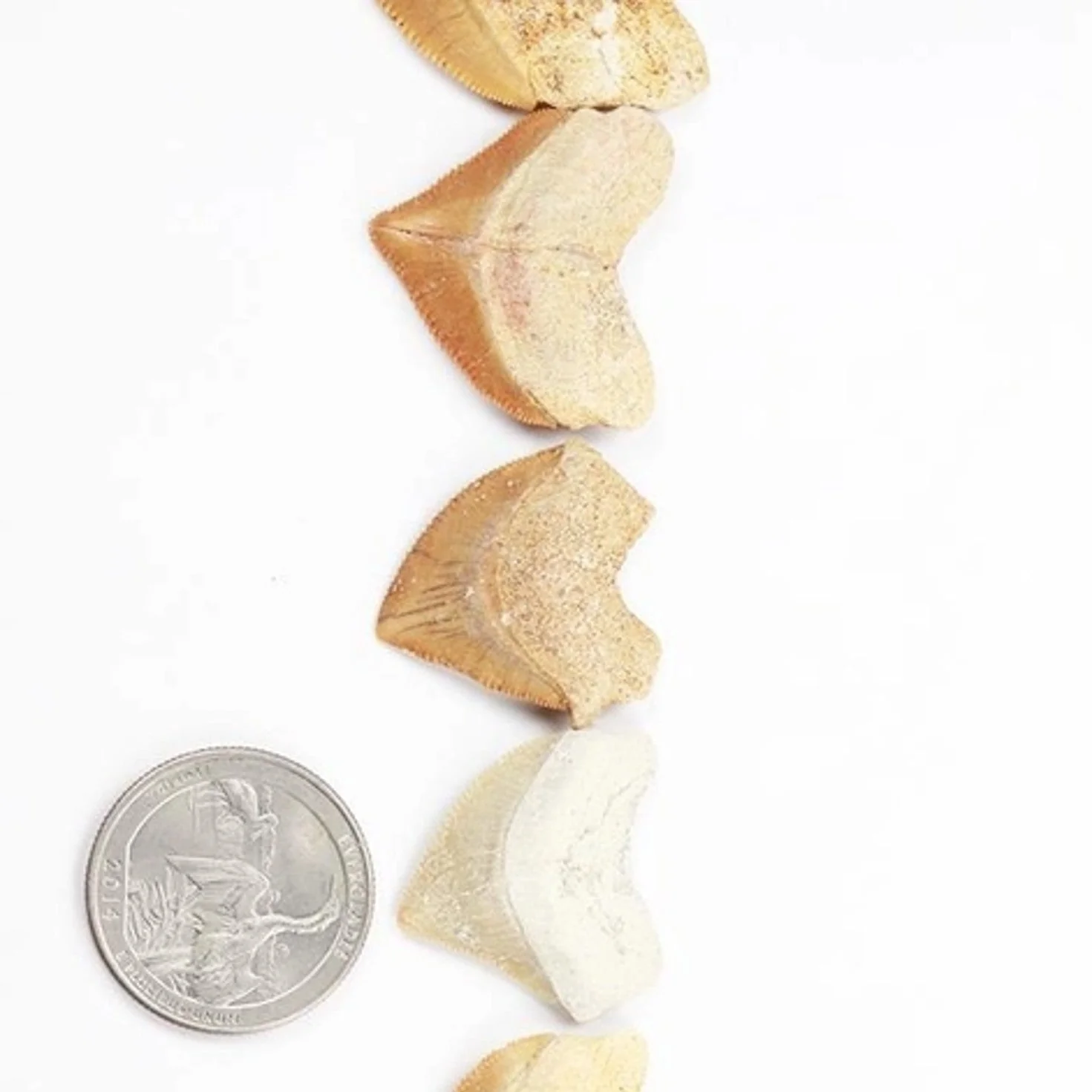 Crow Shark Tooth Fossil - Image 3