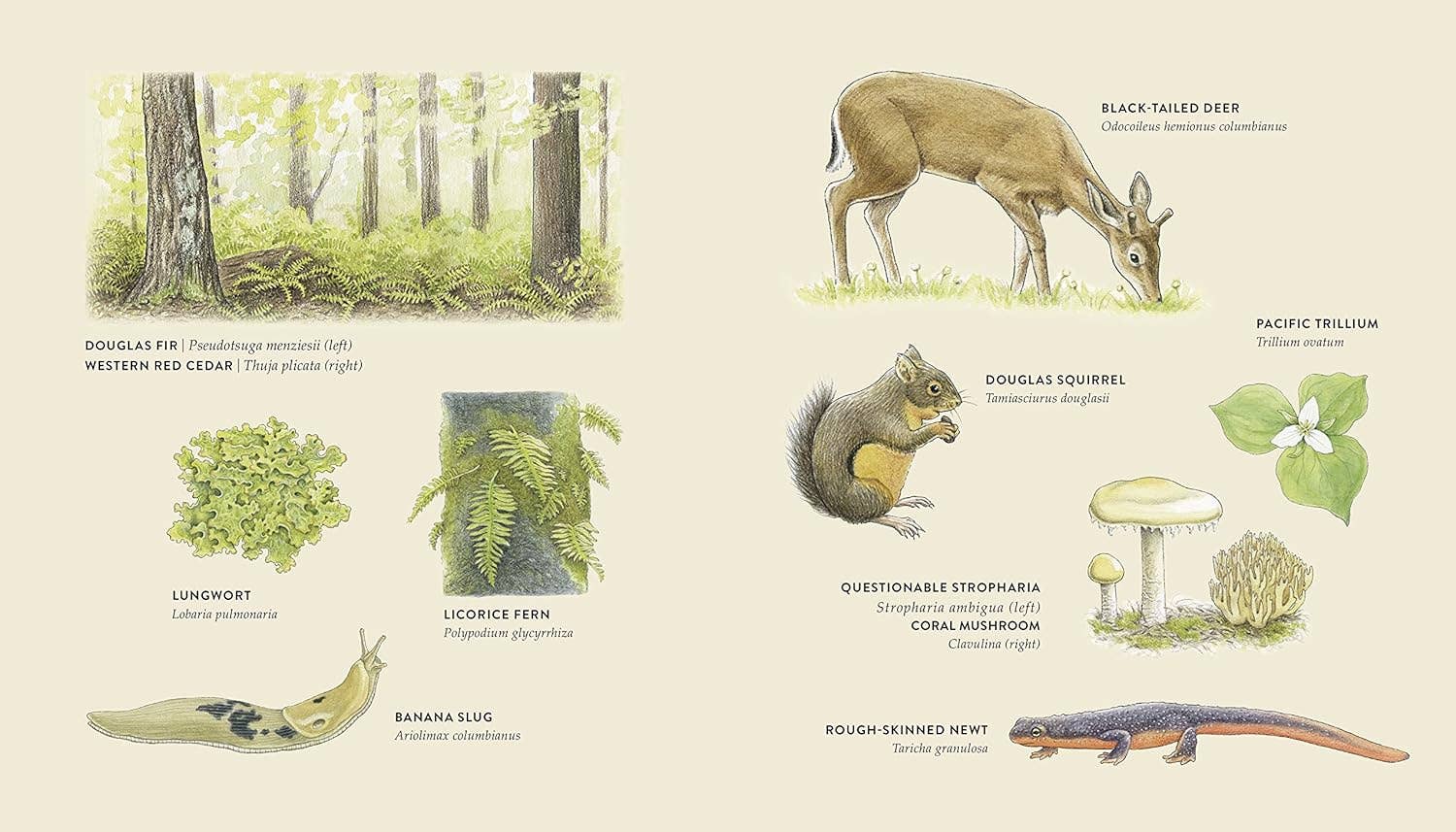 Curious Kids Nature Guide: Explore the Pacific Northwest - Image 2