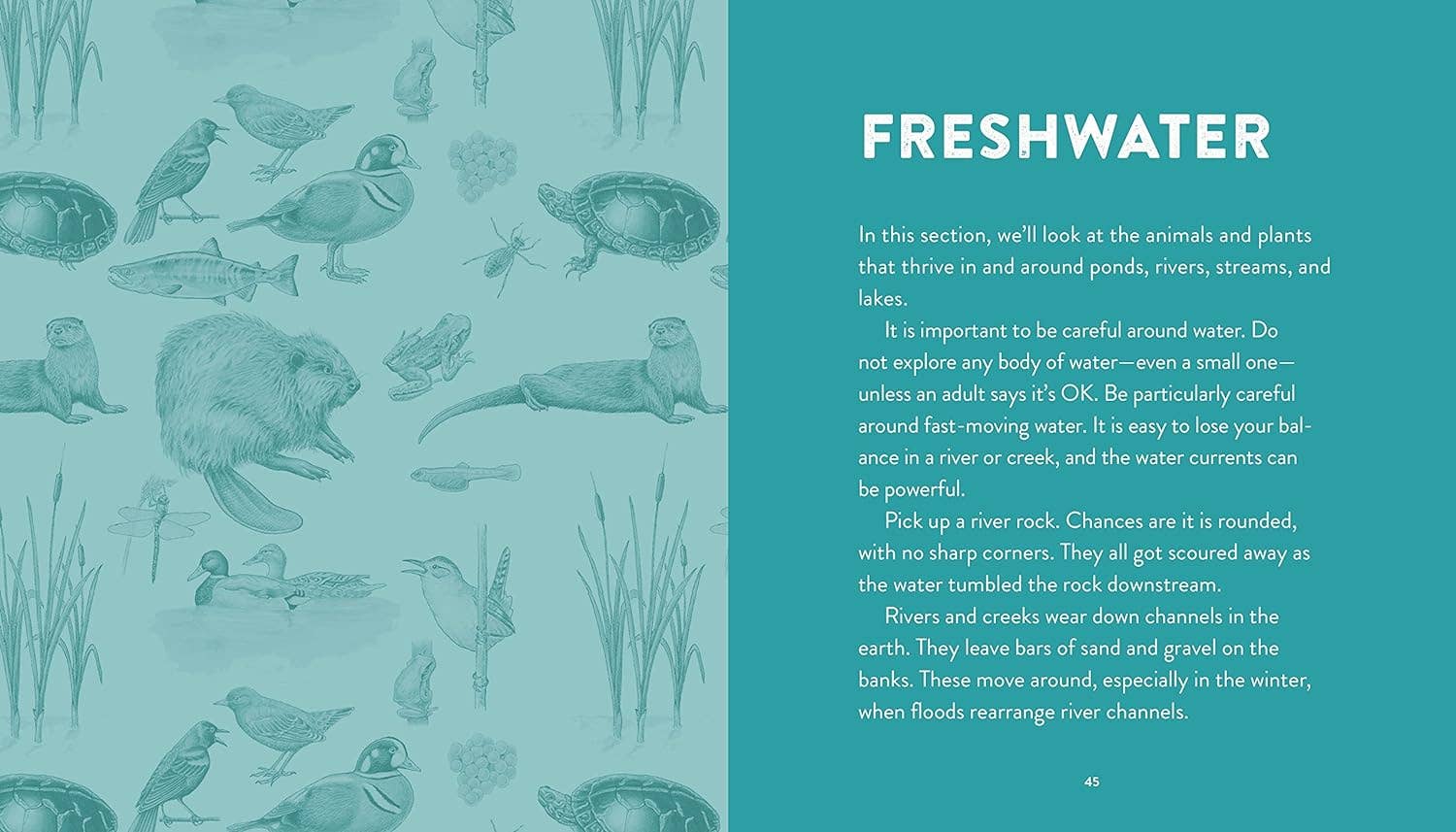 Curious Kids Nature Guide: Explore the Pacific Northwest - Image 5