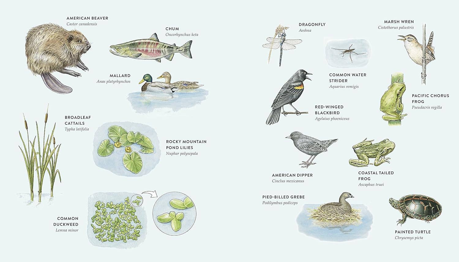 Curious Kids Nature Guide: Explore the Pacific Northwest - Image 6