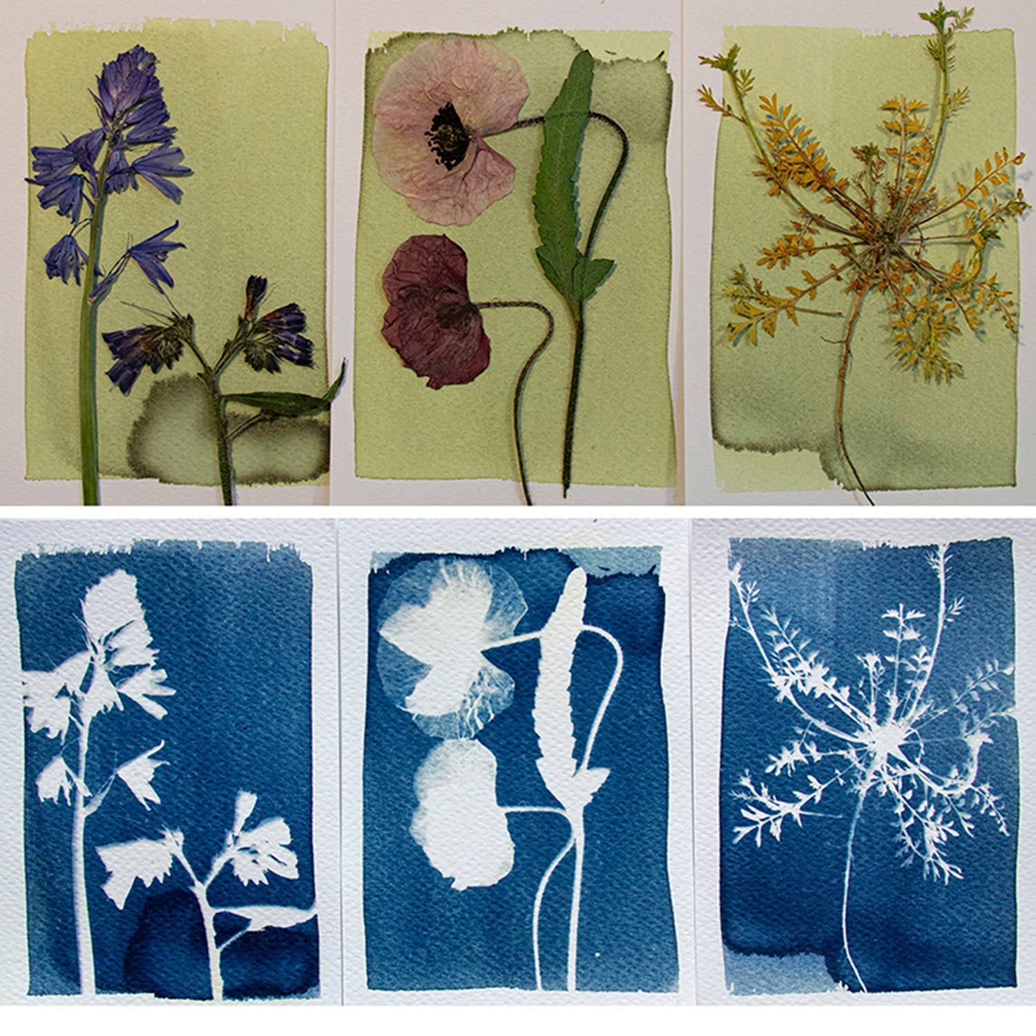 Cyanotype Kit - Image 4