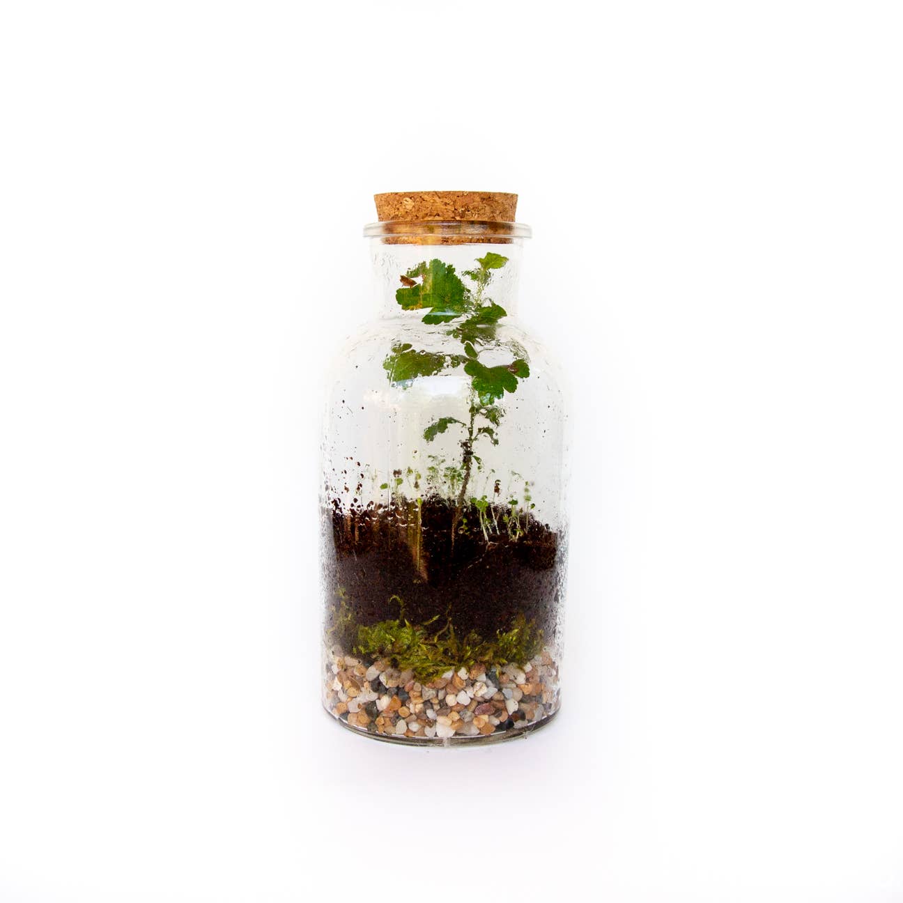 DIY Terrarium Kit - Image 3