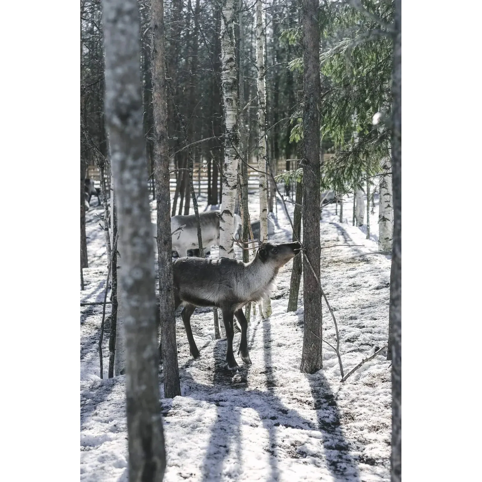 Eat Finland - Image 12