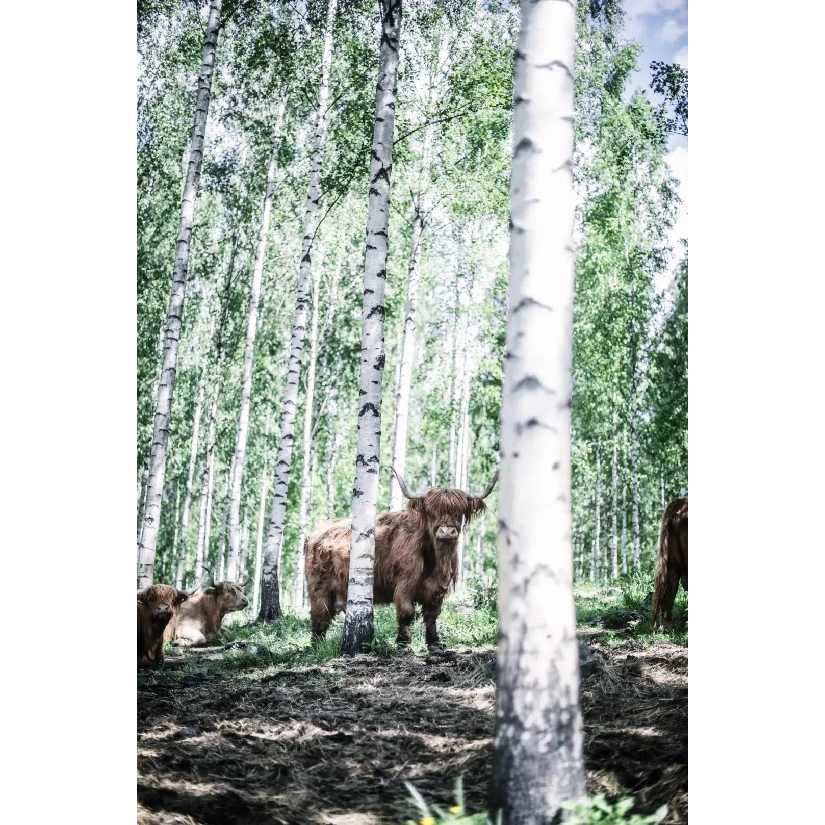 Eat Finland - Image 9