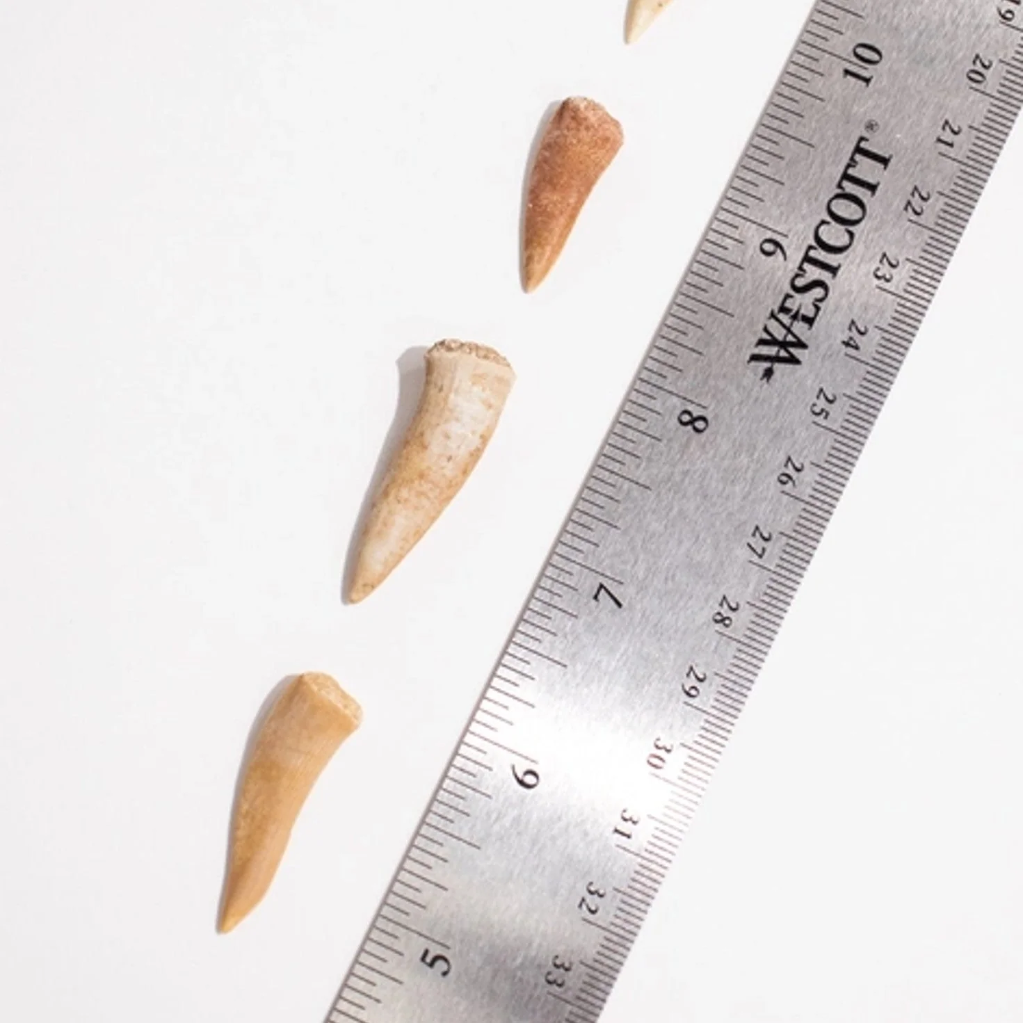 Enchodus Fang Fossil - Image 2