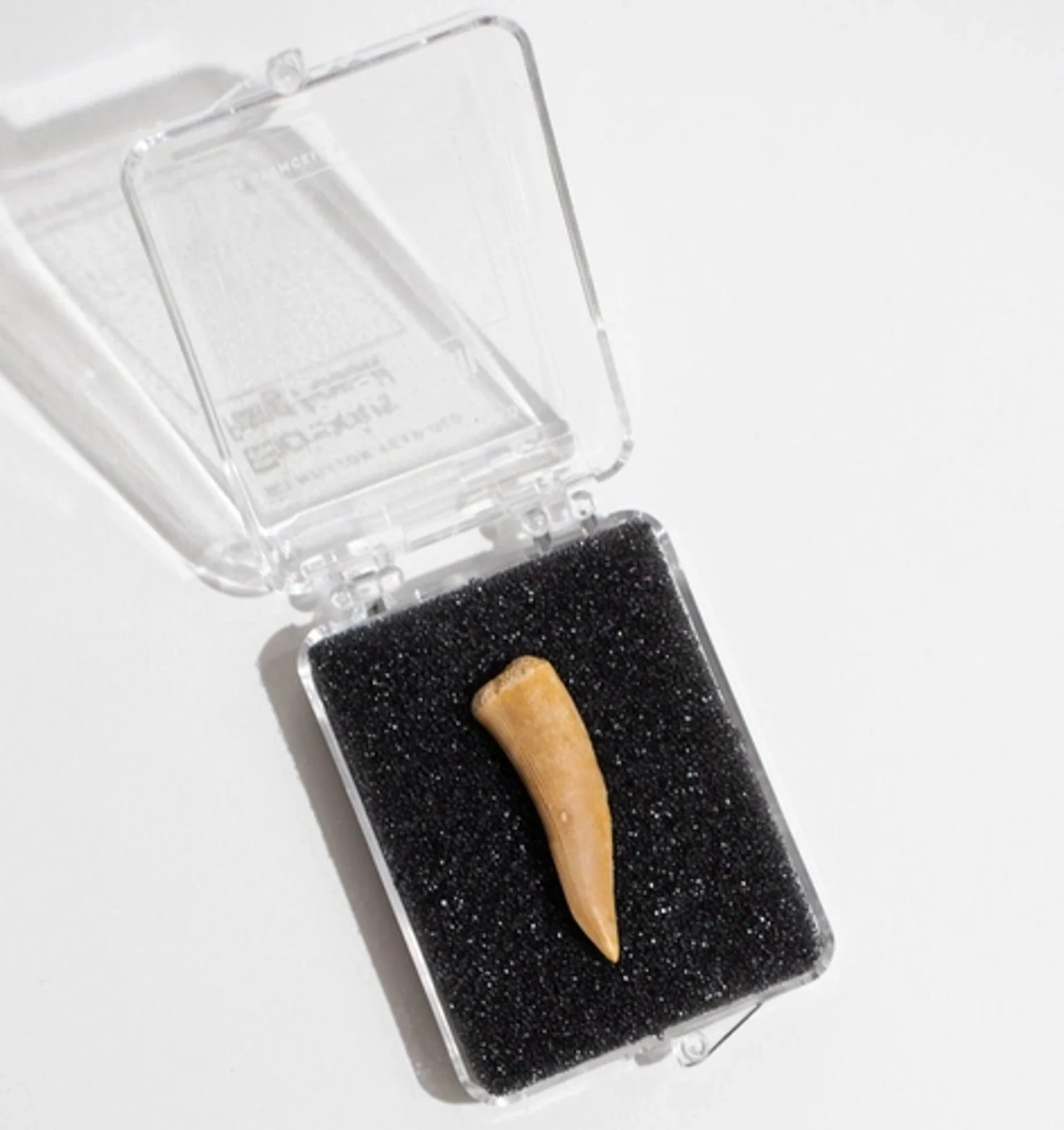 Enchodus Fang Fossil - Image 4