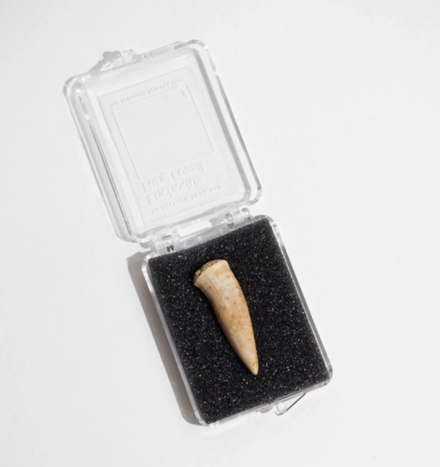 Enchodus Fang Fossil - Image 5