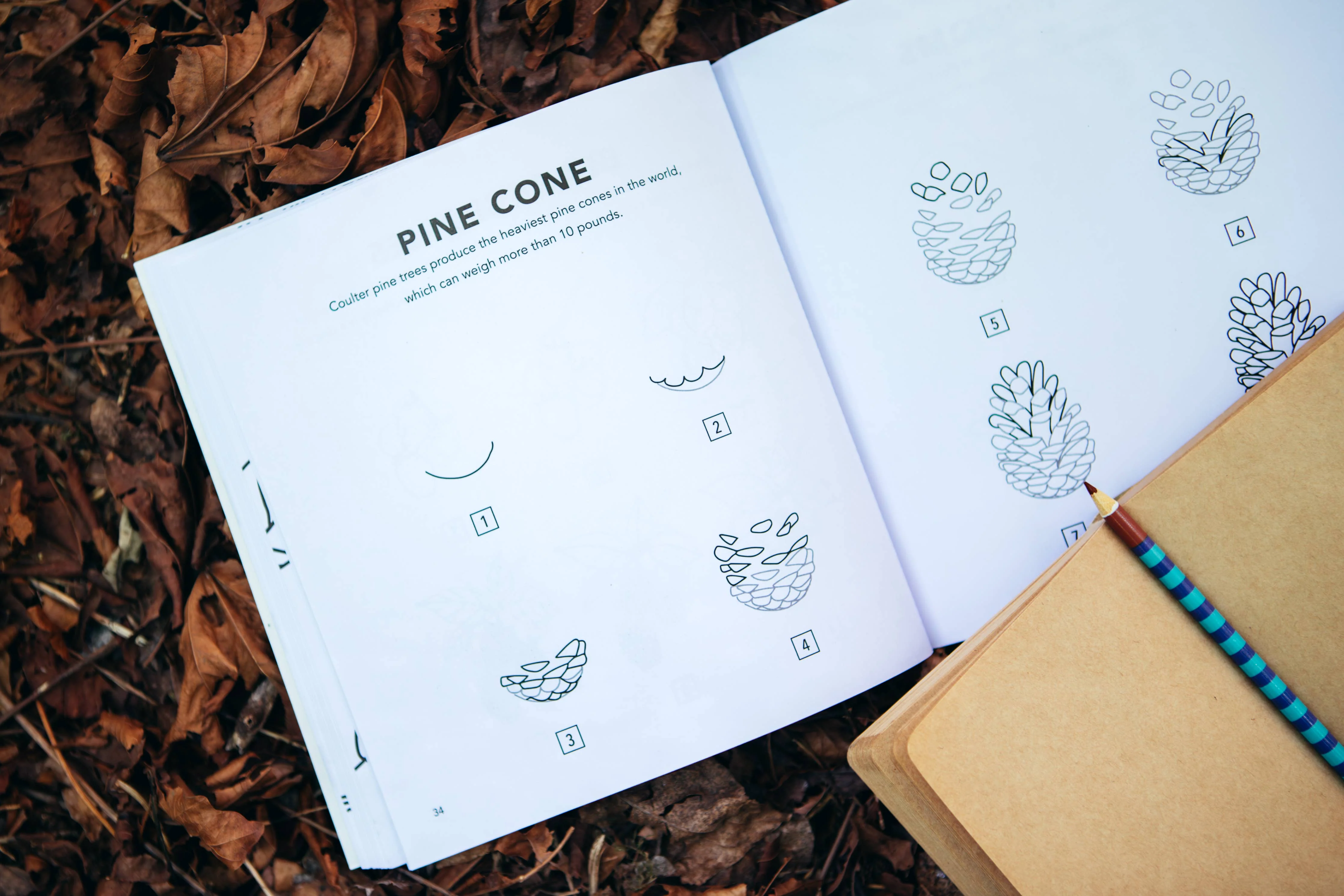 How to Draw Books for Kids: Fall Things - Image 7