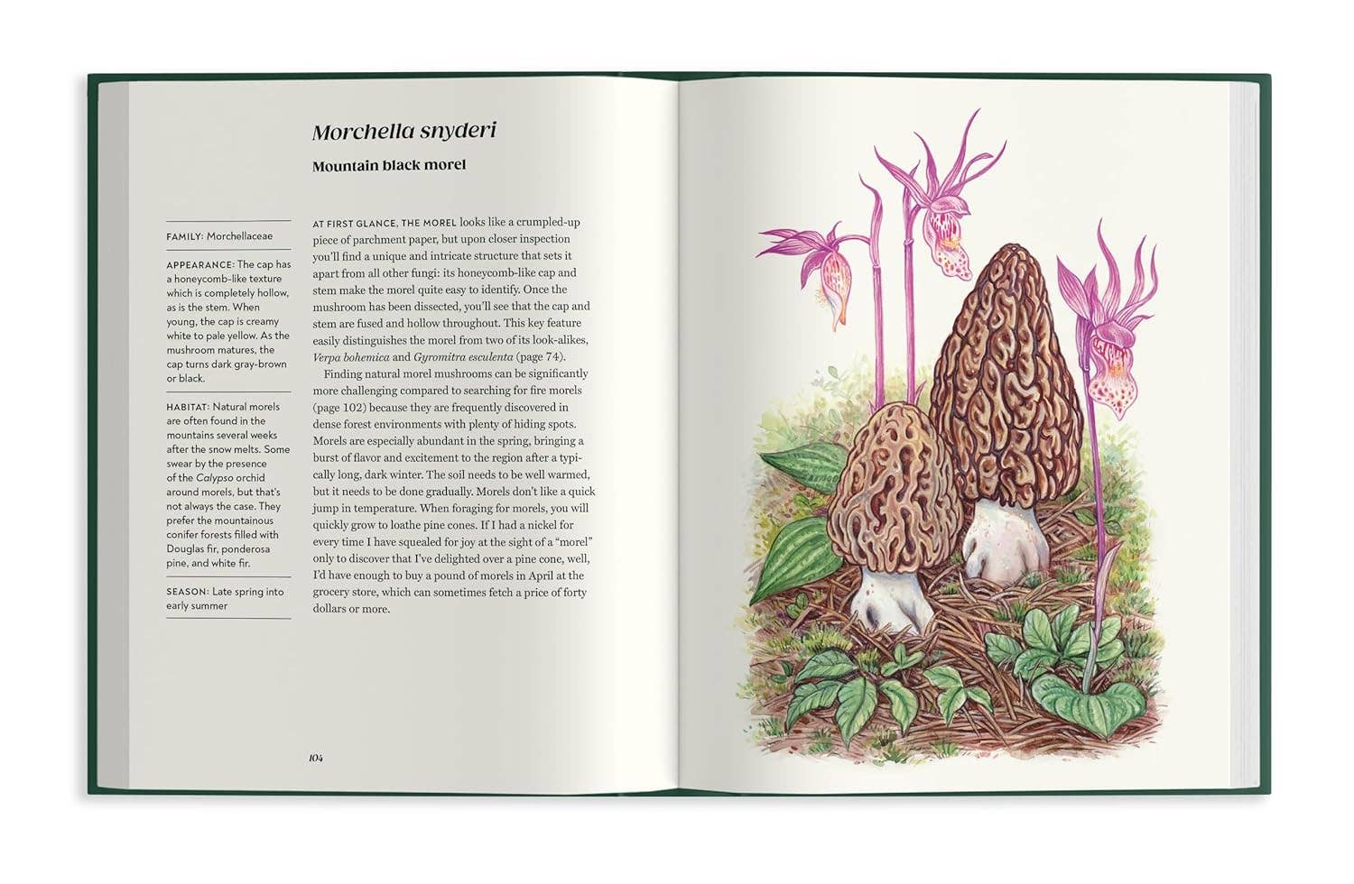 Field Notes From a Fungi Forager - Image 3