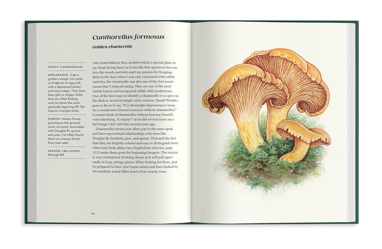 Field Notes From a Fungi Forager - Image 4