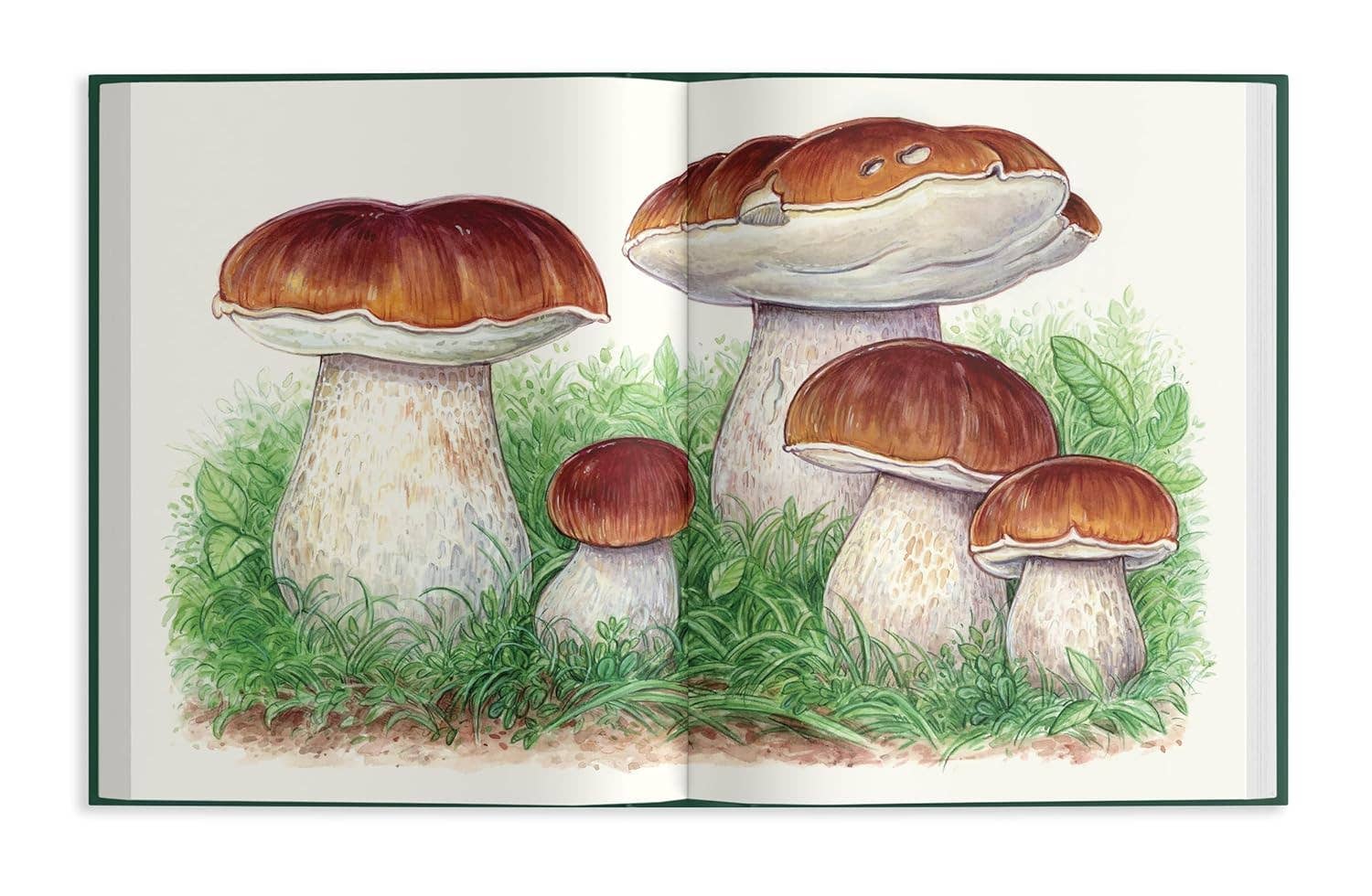 Field Notes From a Fungi Forager - Image 6