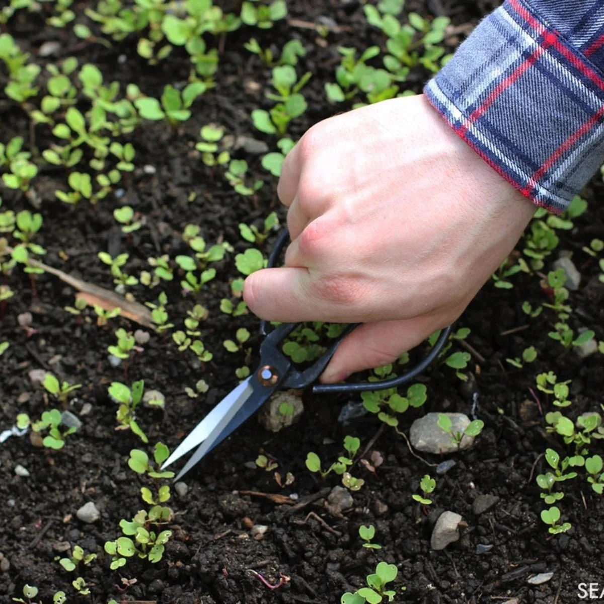 Forged Steel Pruning Shears - Image 2