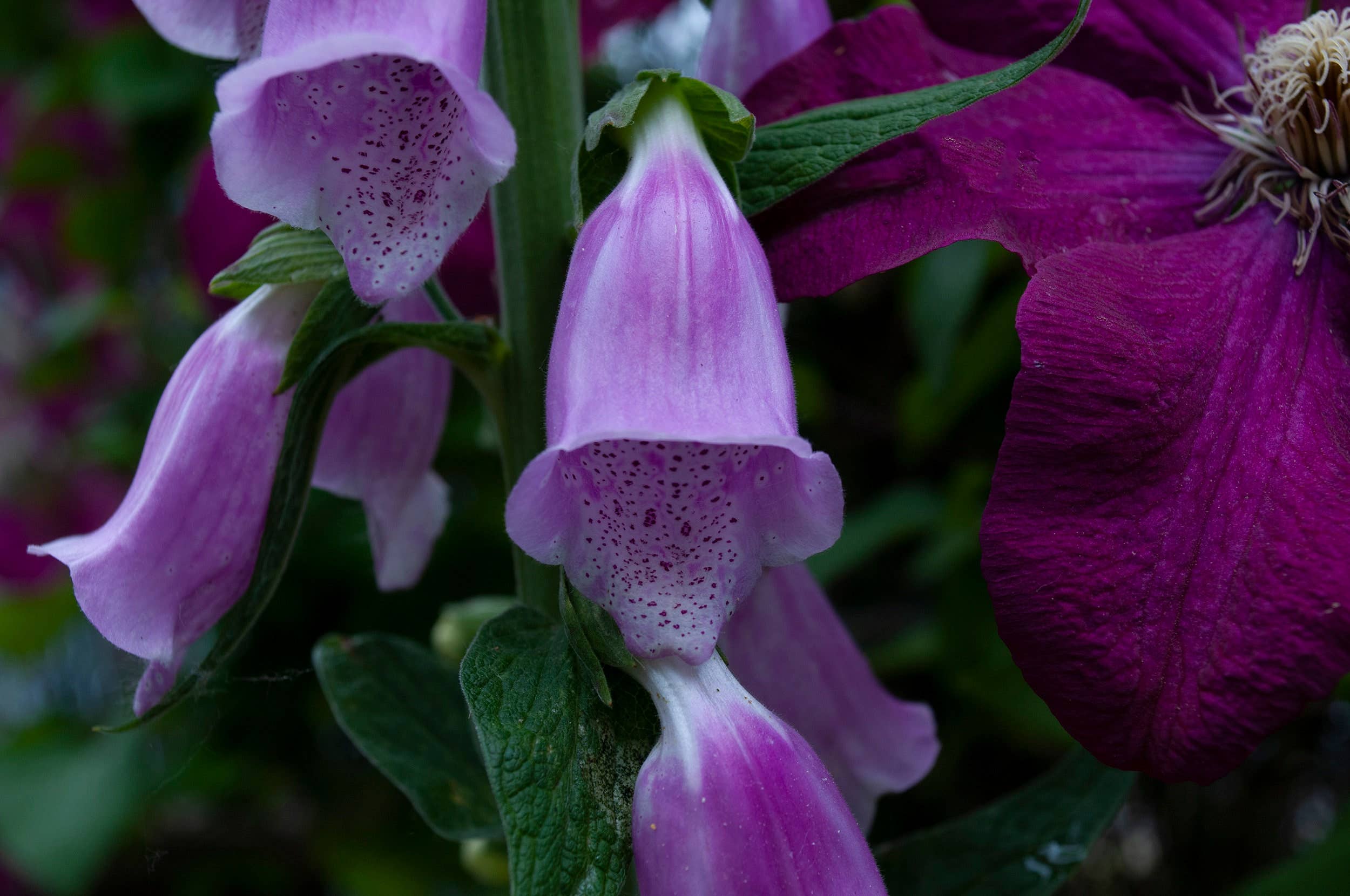 Foxglove Letterpress Print - Image 7