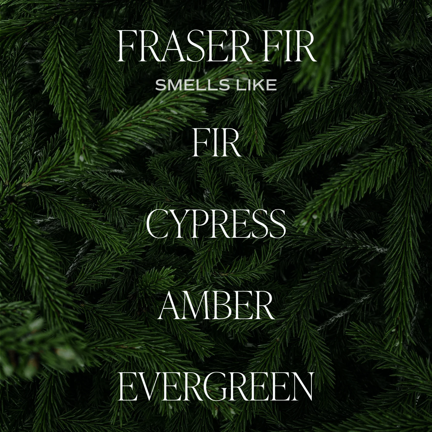 Fraser Fir Candle - Image 2