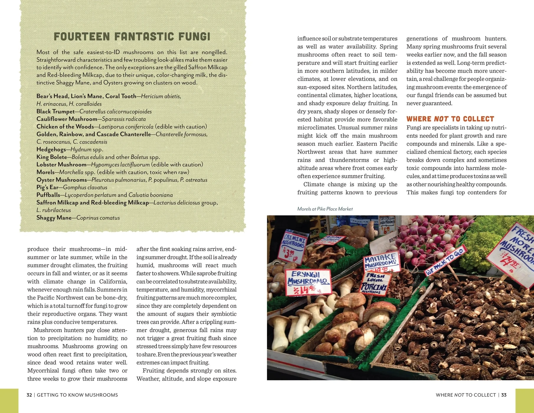 Fruits of the Forest: A Field Guide to PNW Edible Mushrooms - Image 3