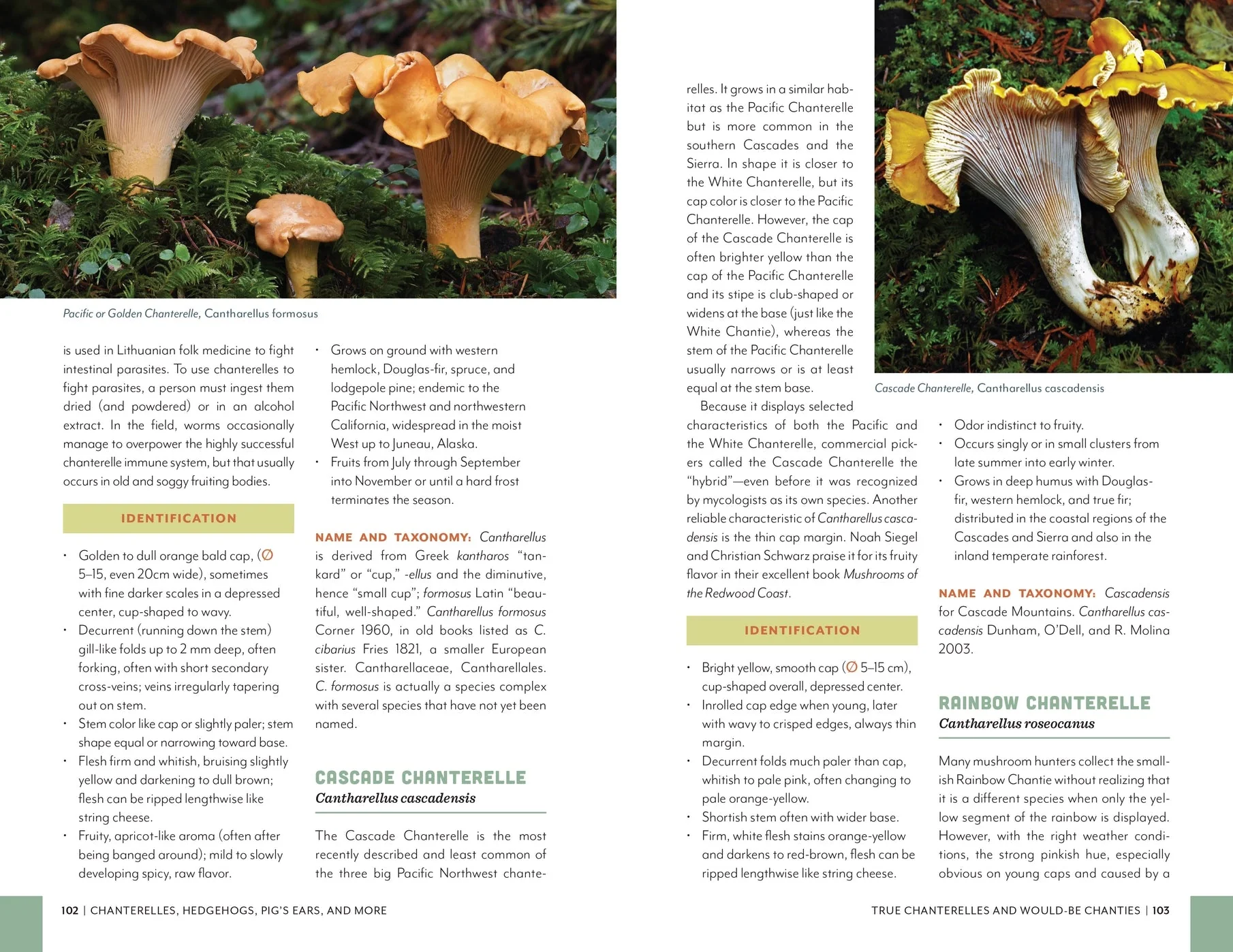 Fruits of the Forest: A Field Guide to PNW Edible Mushrooms - Image 5
