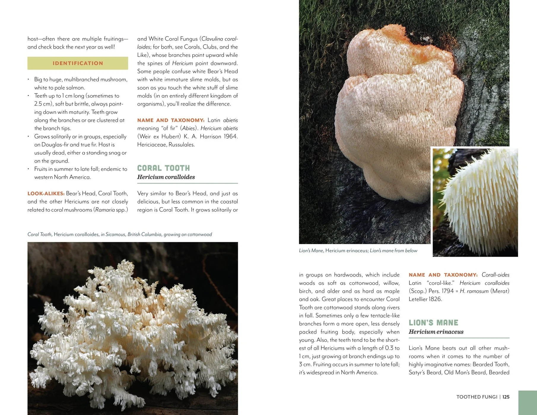 Fruits of the Forest: A Field Guide to PNW Edible Mushrooms - Image 6