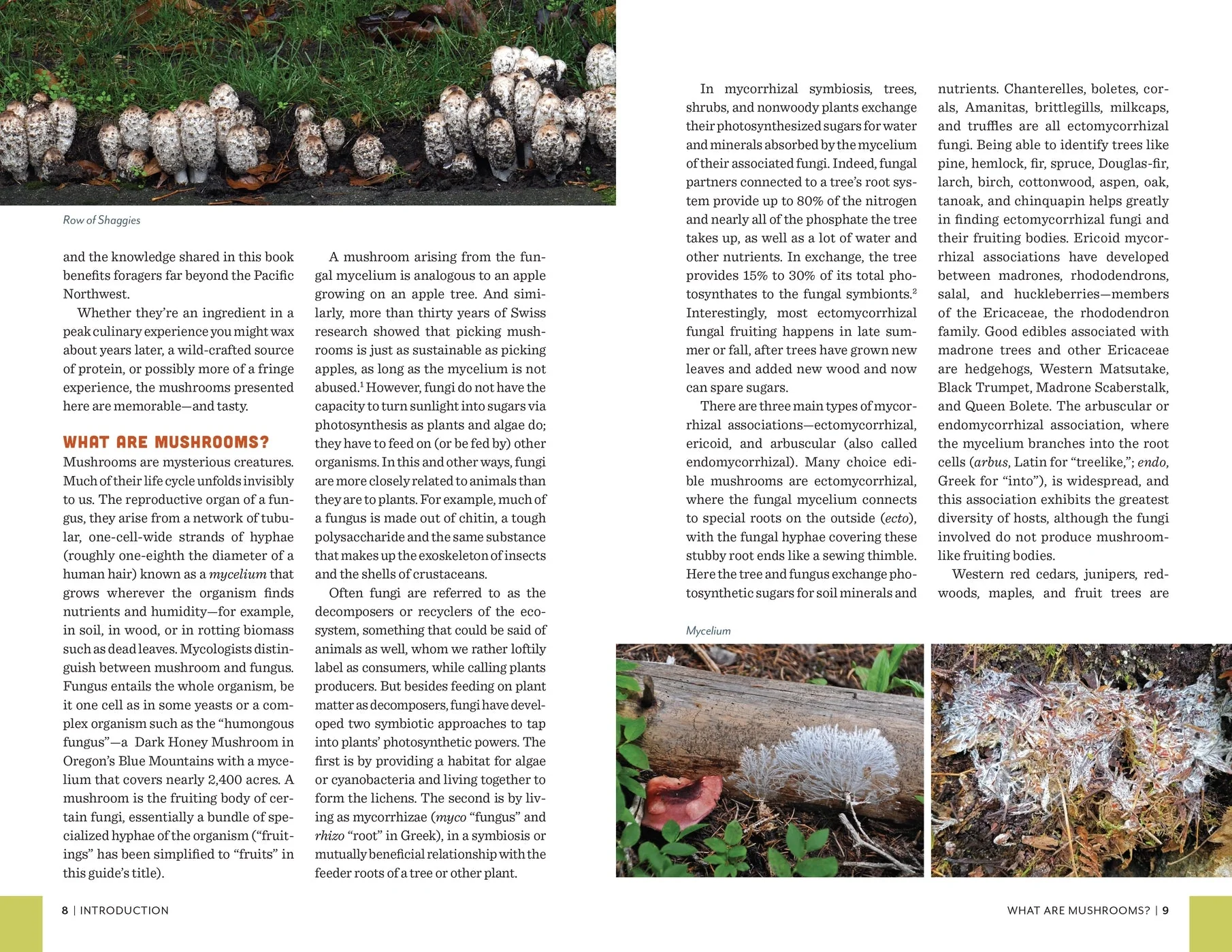Fruits of the Forest: A Field Guide to PNW Edible Mushrooms - Image 7
