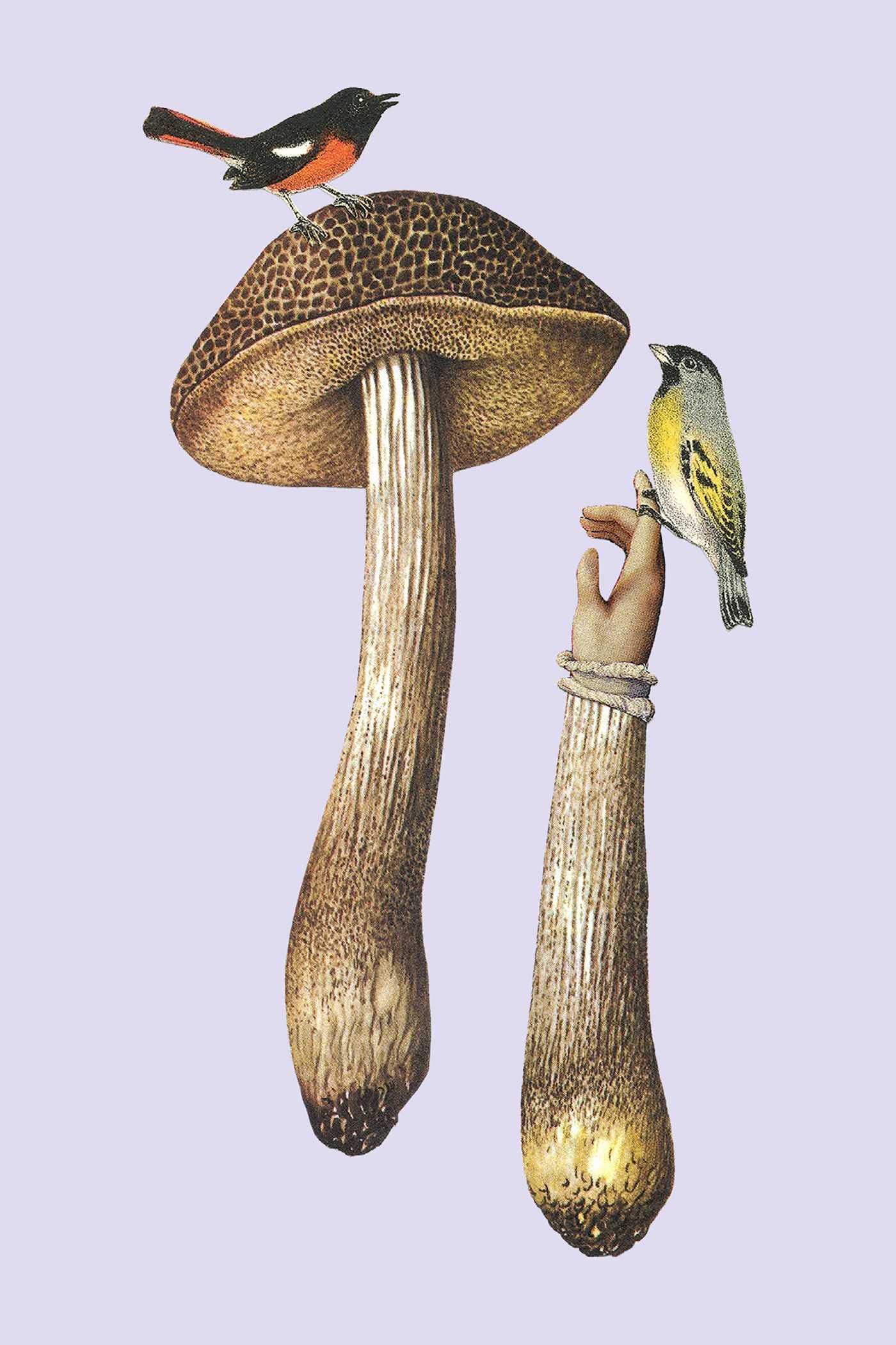 Fungi Collection Note Card Set - Image 2