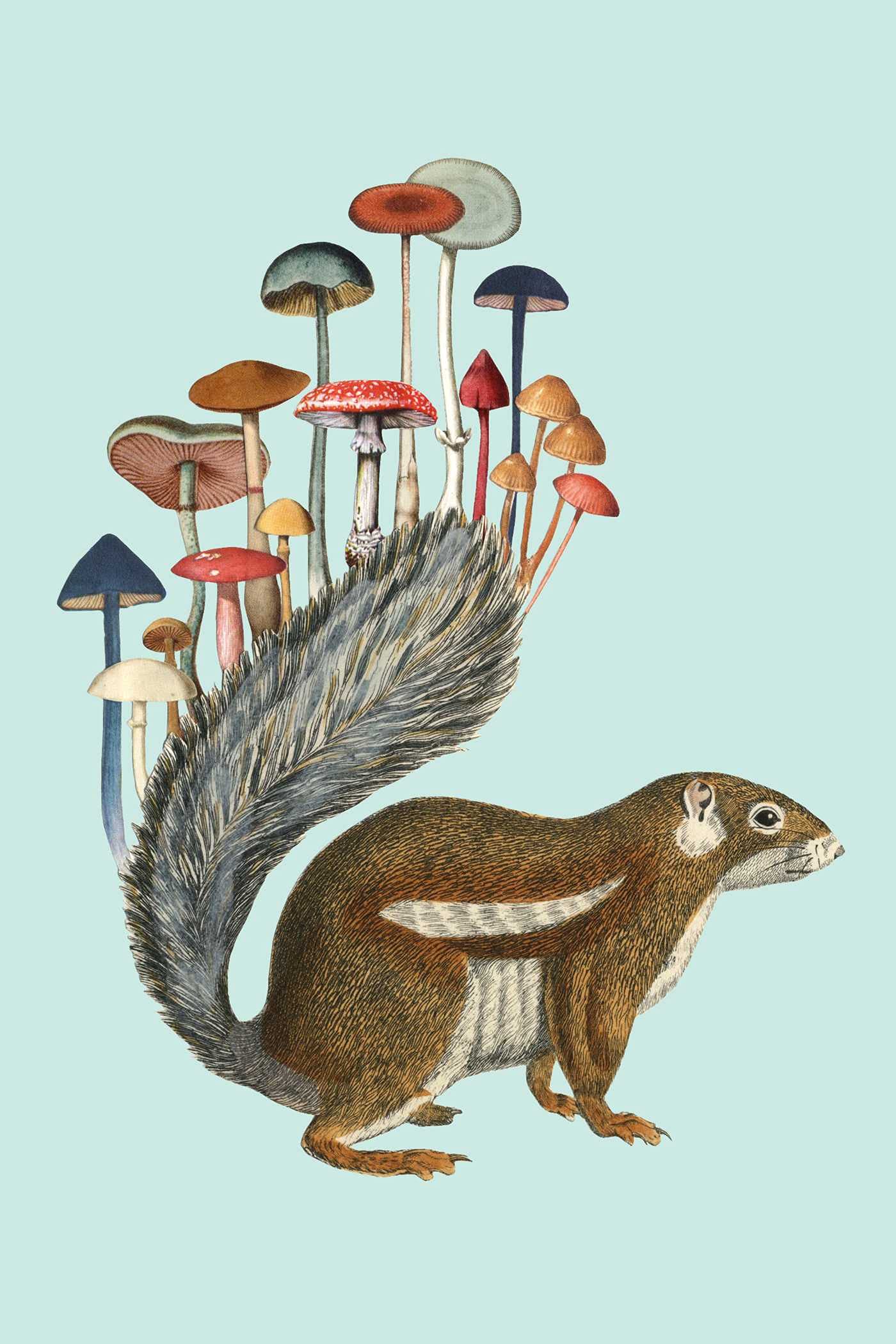 Fungi Collection Note Card Set - Image 5
